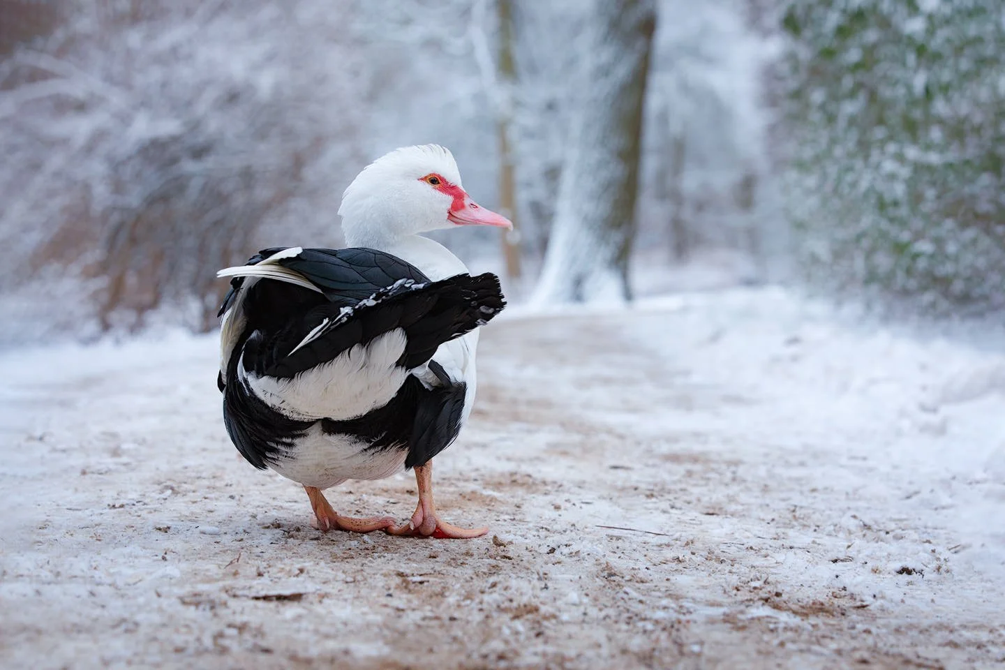 Muscovy duck (Cairina moschata)