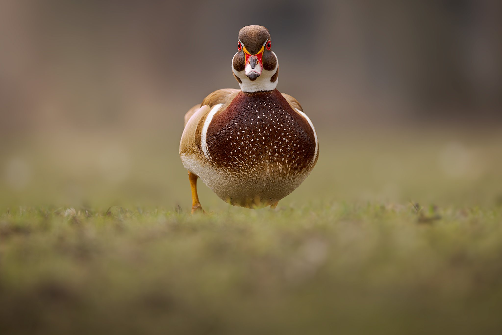 Wood duck (Aix sponsa)