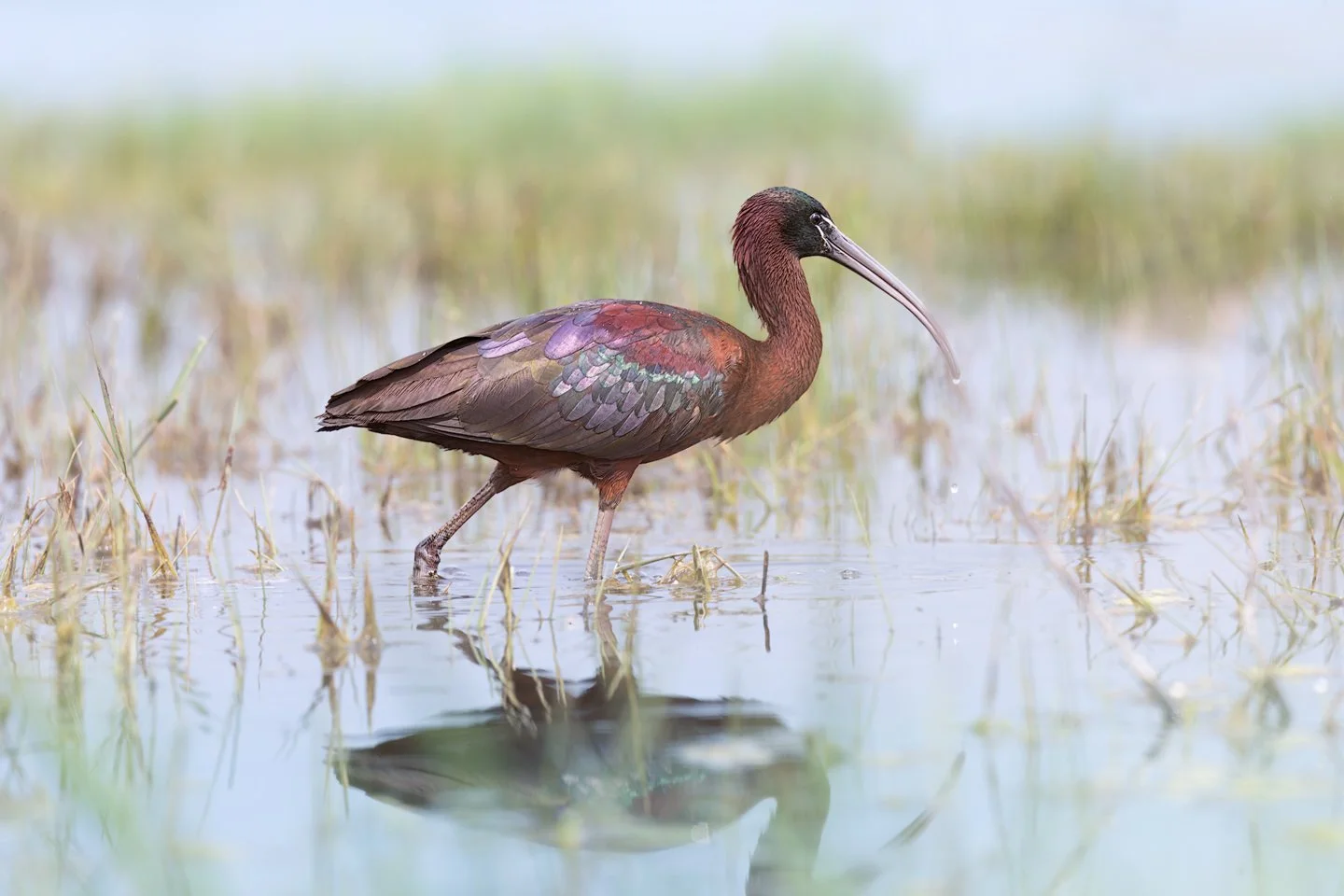 Glossy ibis (Plegadis falcinellus)