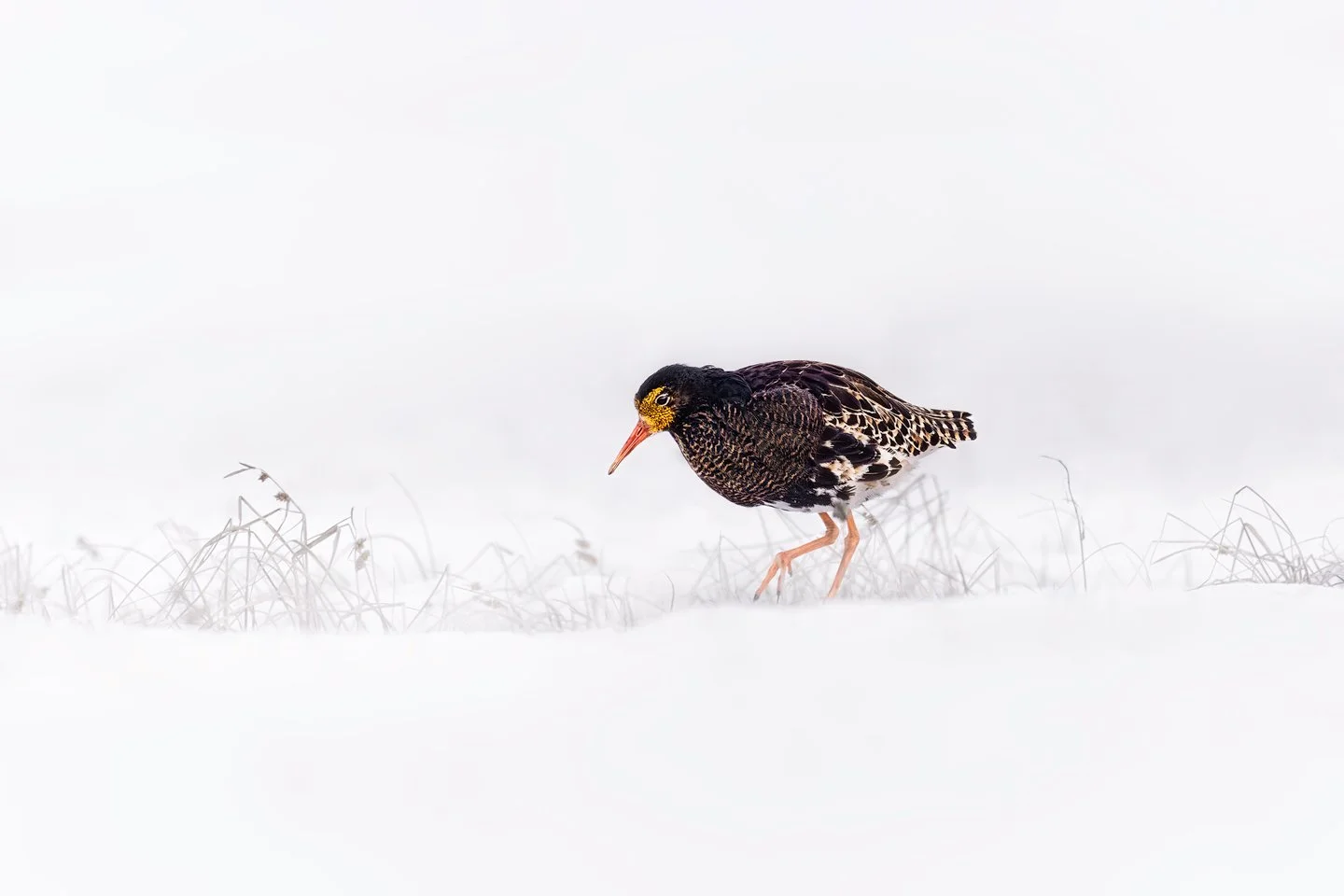 Ruff (Calidris pugnax)