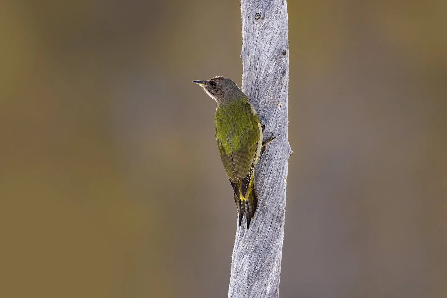 Grey-headed woodpecker (Picus canus)