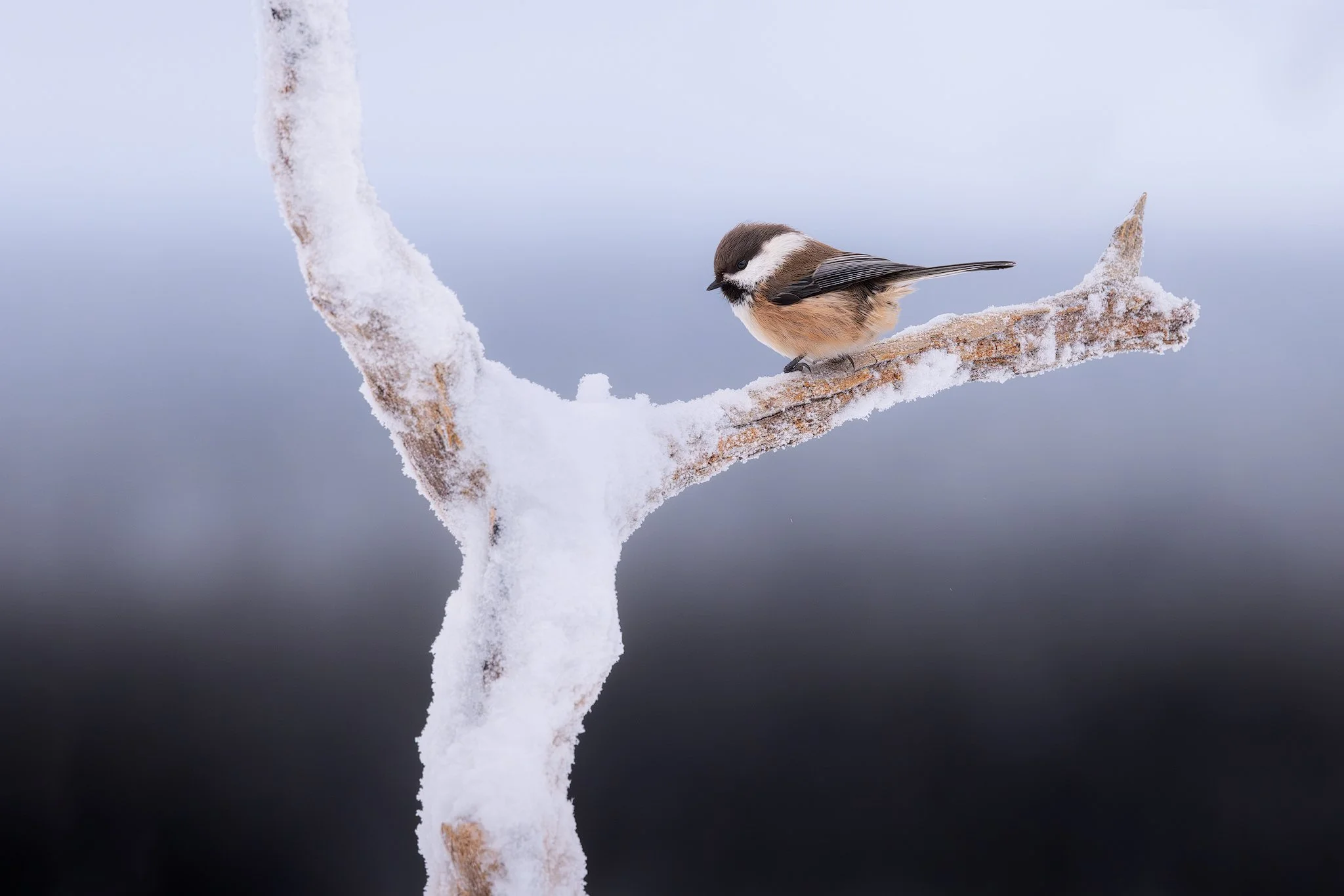 Siberian tit (Poecile cinctus)