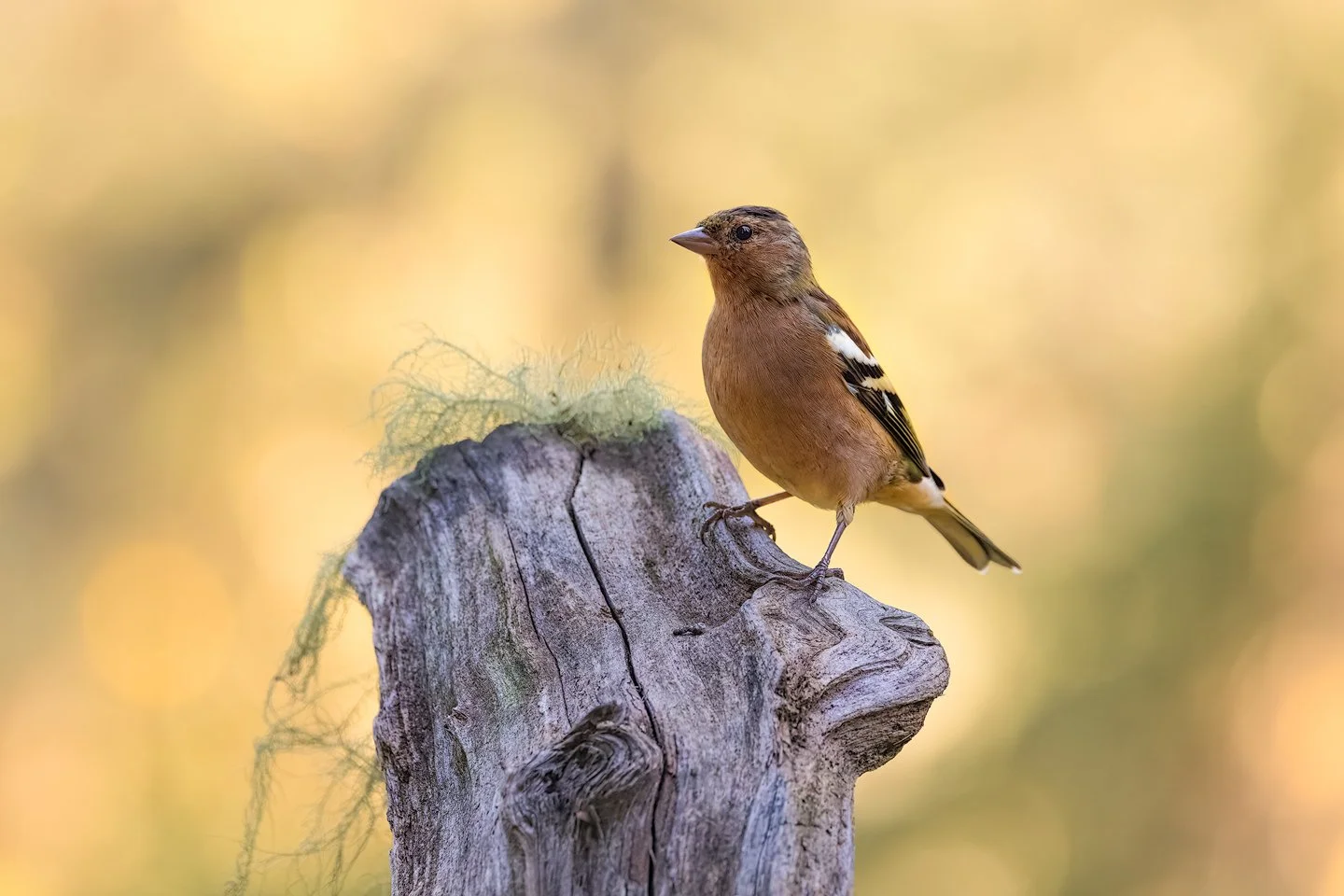 Eurasian chaffinch (Fringilla coelebs)