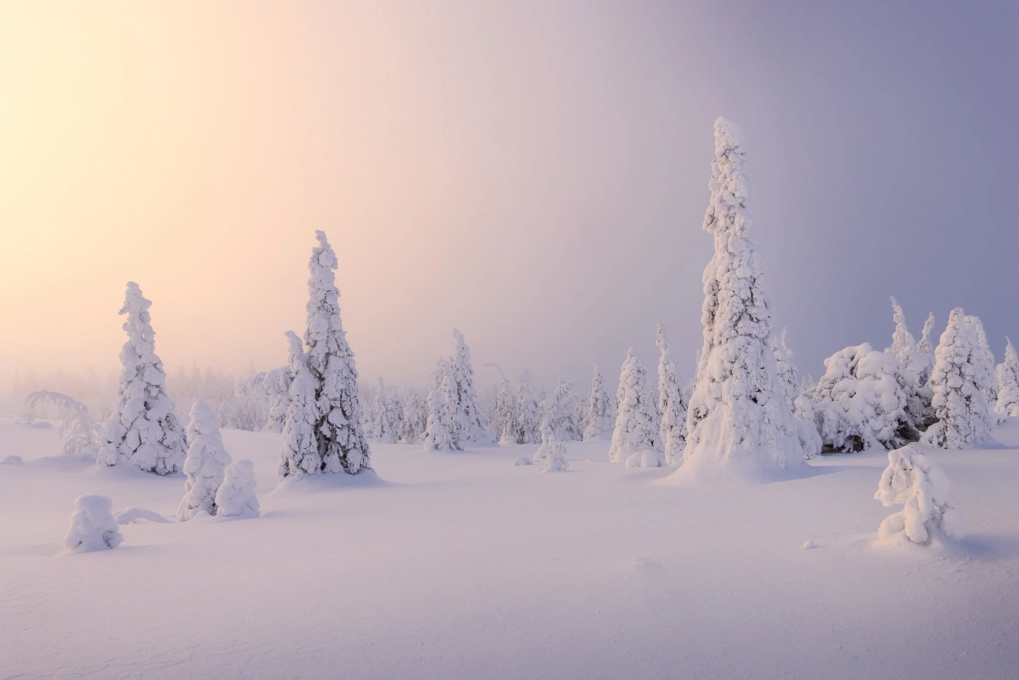 Riisitunturi National Park, 2026