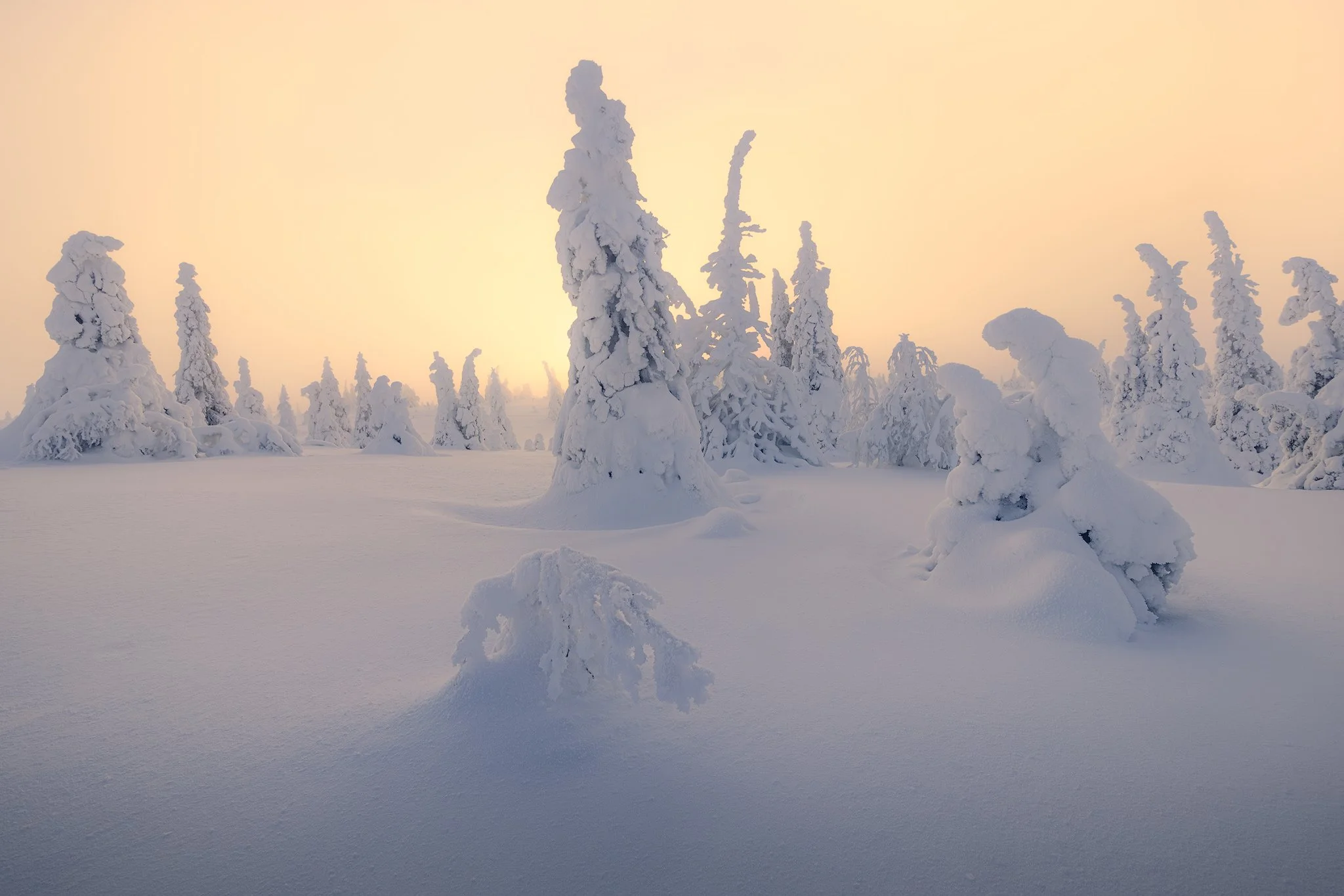 Riisitunturi National Park, 2026