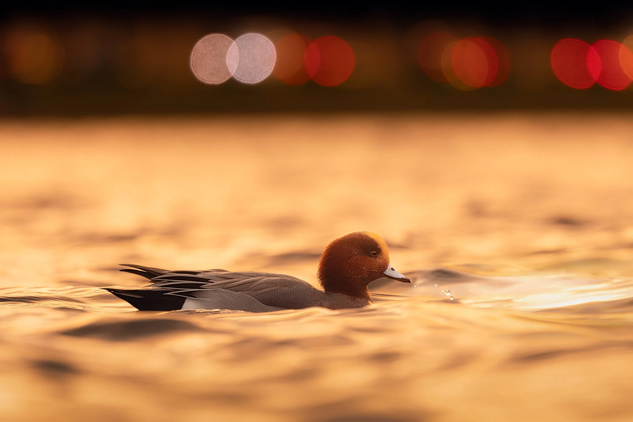 Eurasian wigeon (Mareca penelope)
