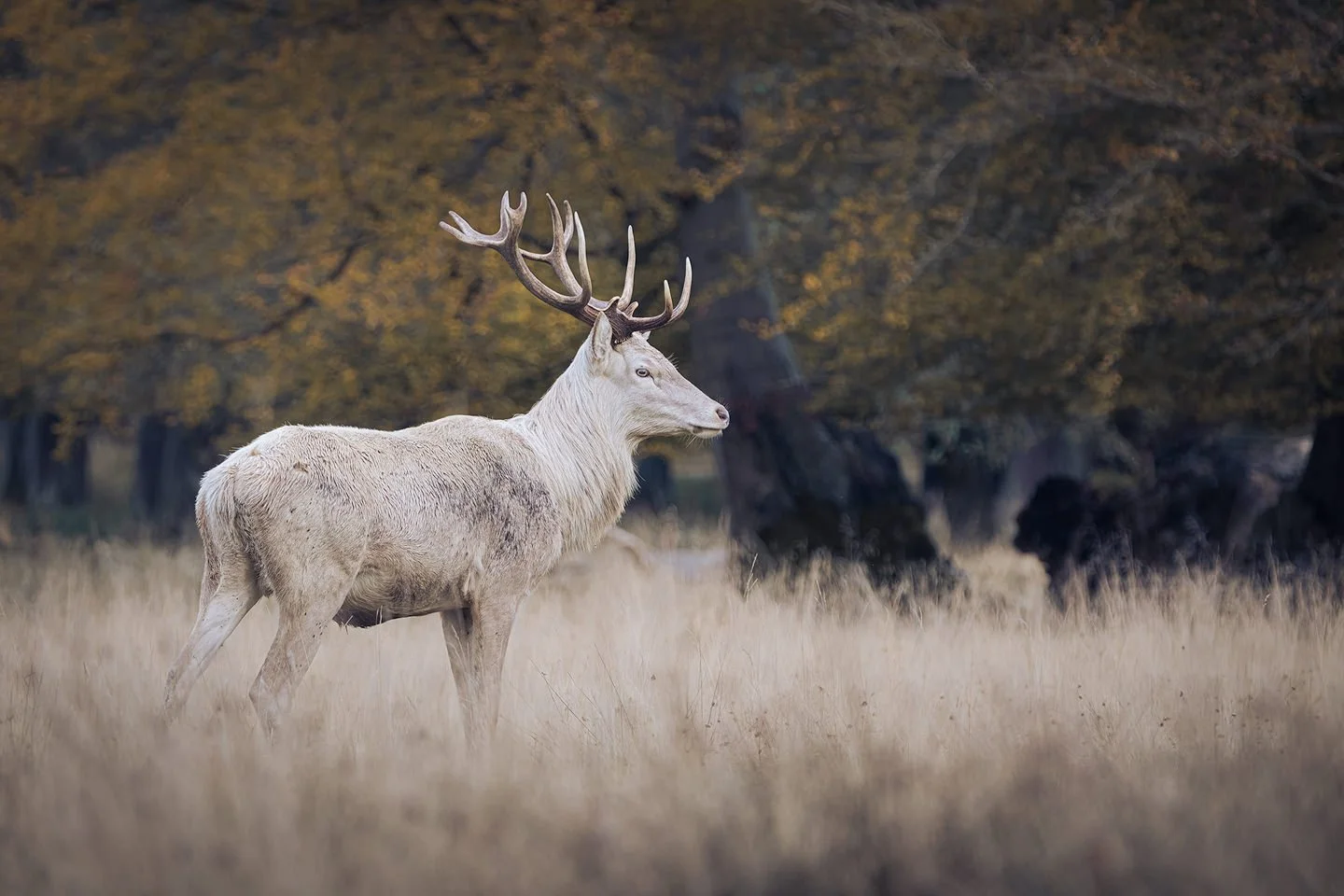 Leucistic Red Deer Stag (Cervus elaphus)