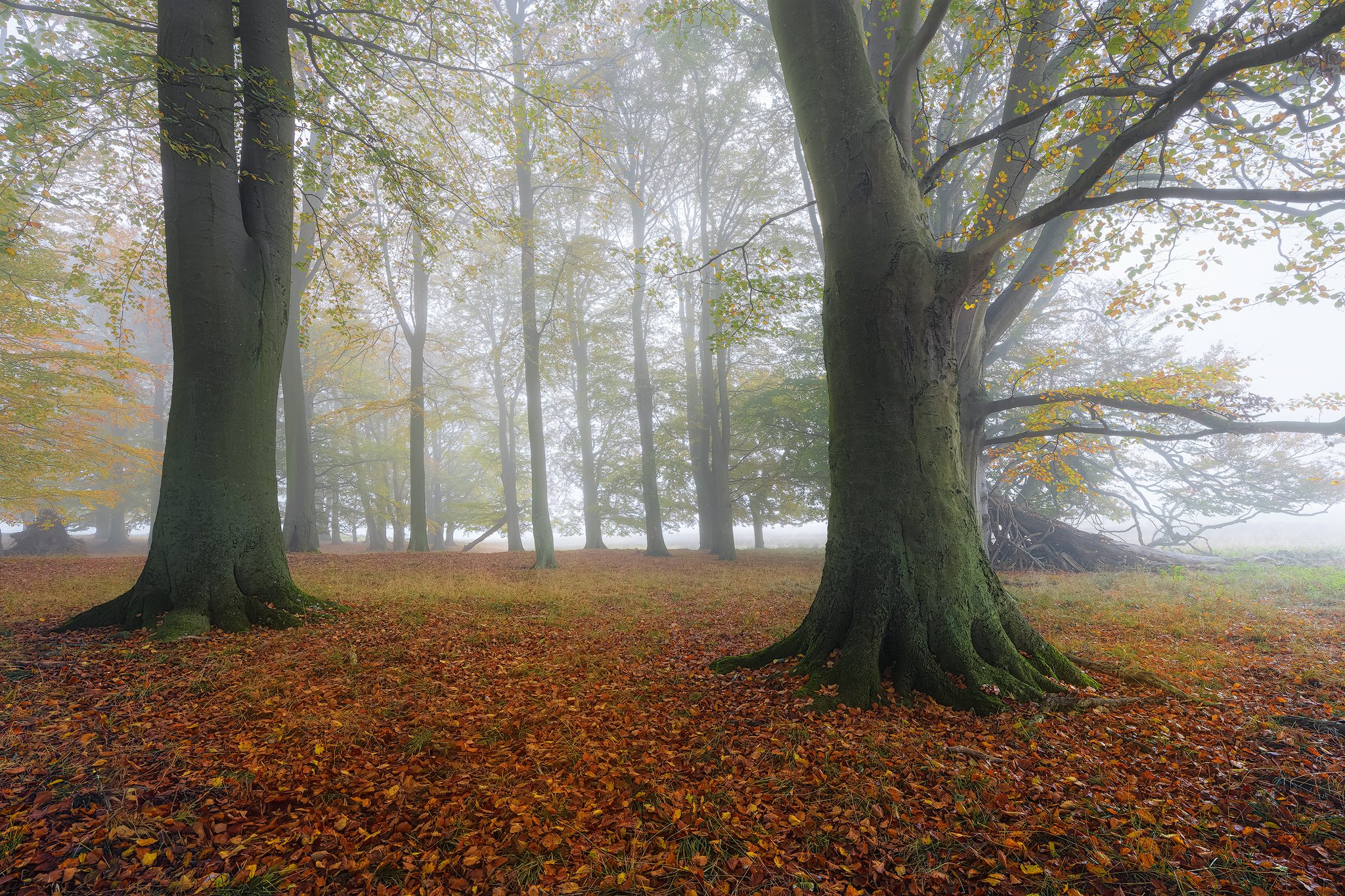 Dyrehaven, Denmark, 2024