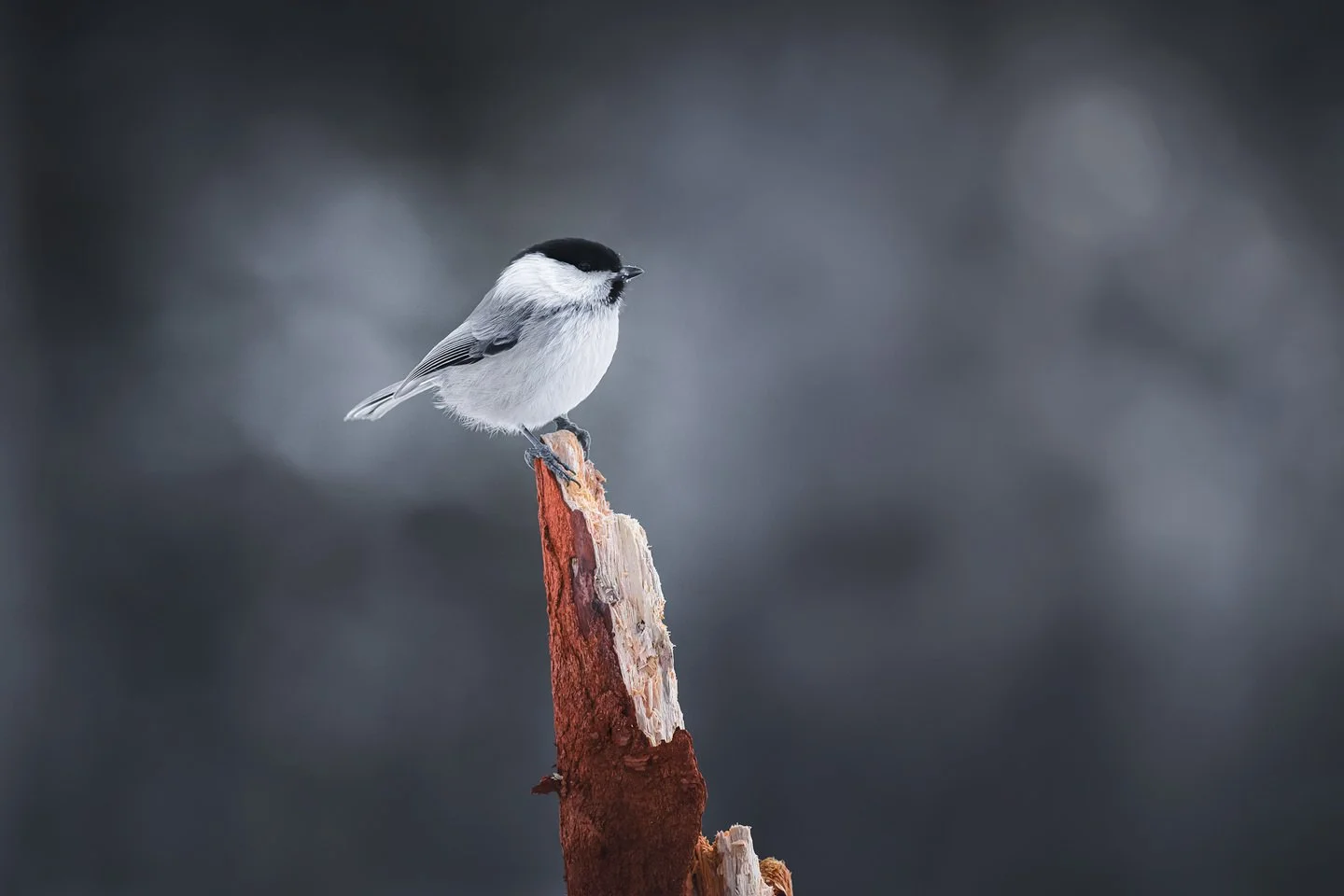 Willow tit (Poecile montanus)