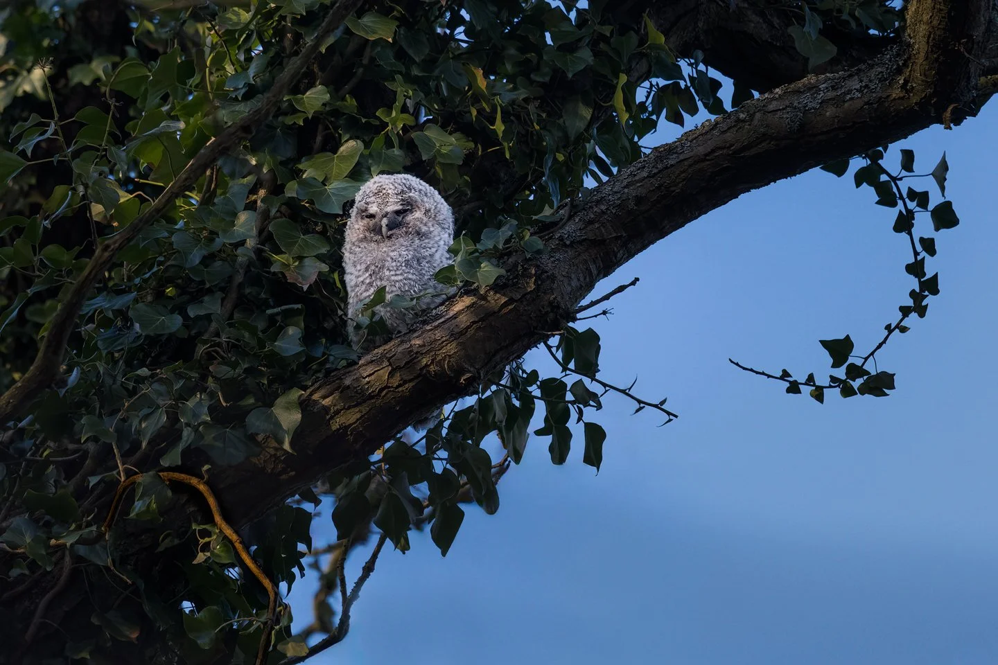 Tawny Owl (Strix aluc)