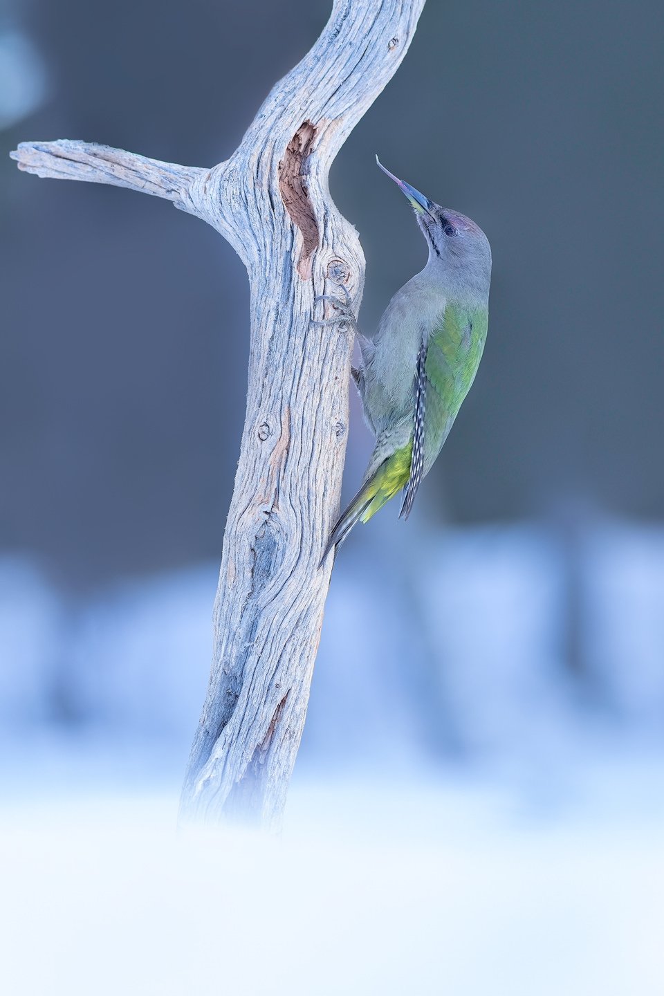 Grey-headed Woodpecker (Picus canus)
