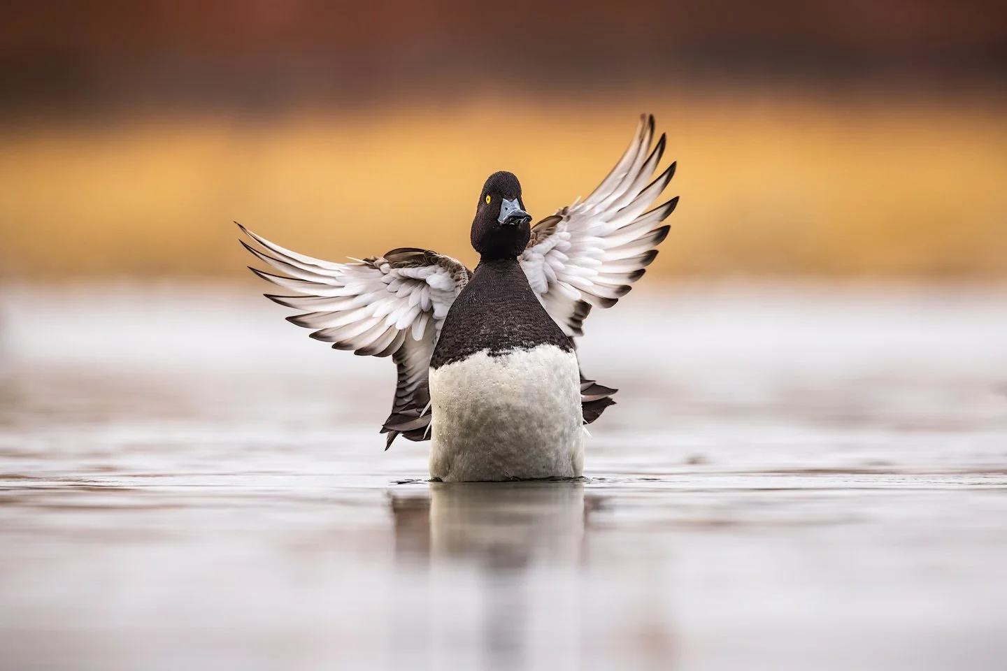 Tufted duck (Aythya fuligula)