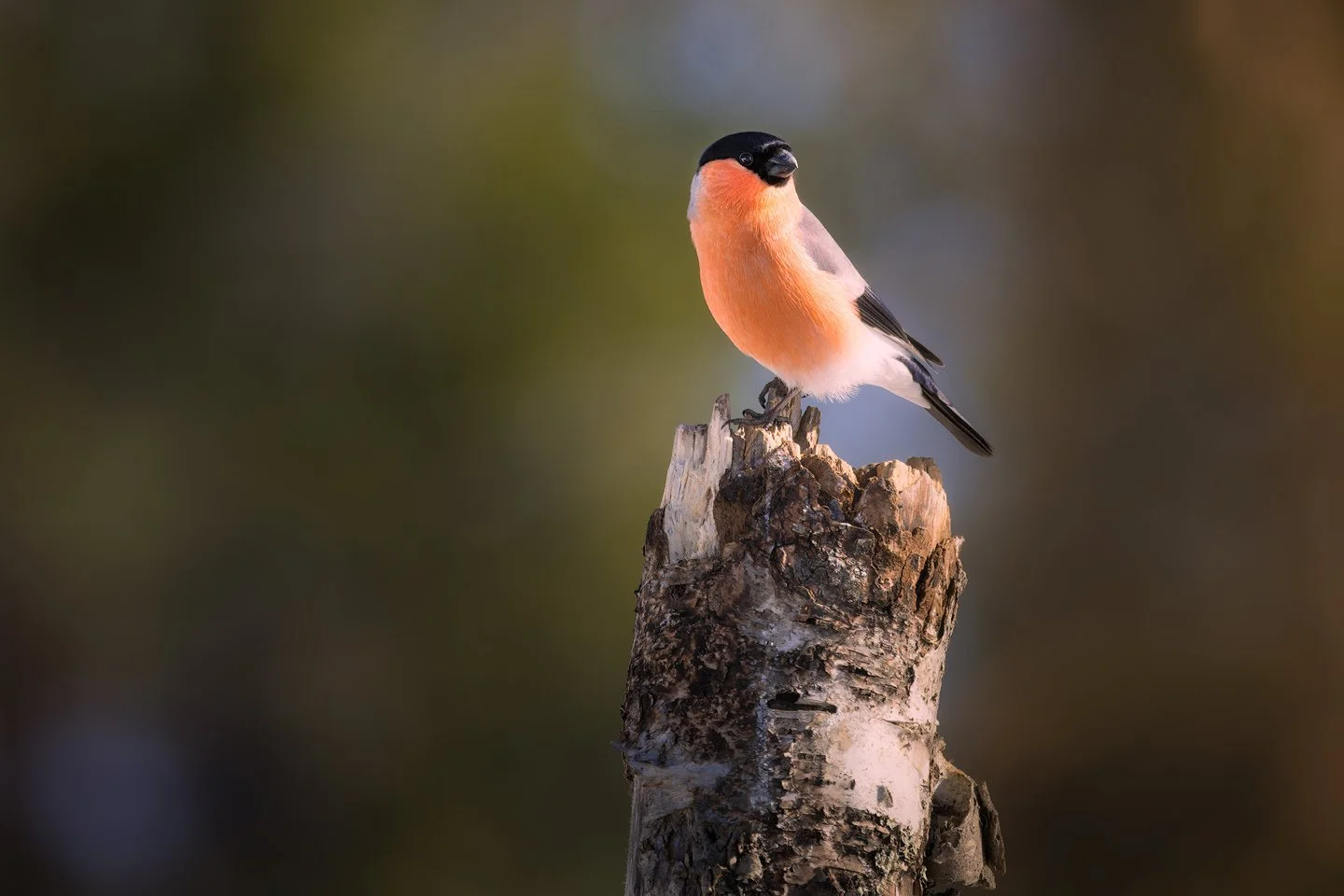 Eurasian bullfinch (Pyrrhula pyrrhula)