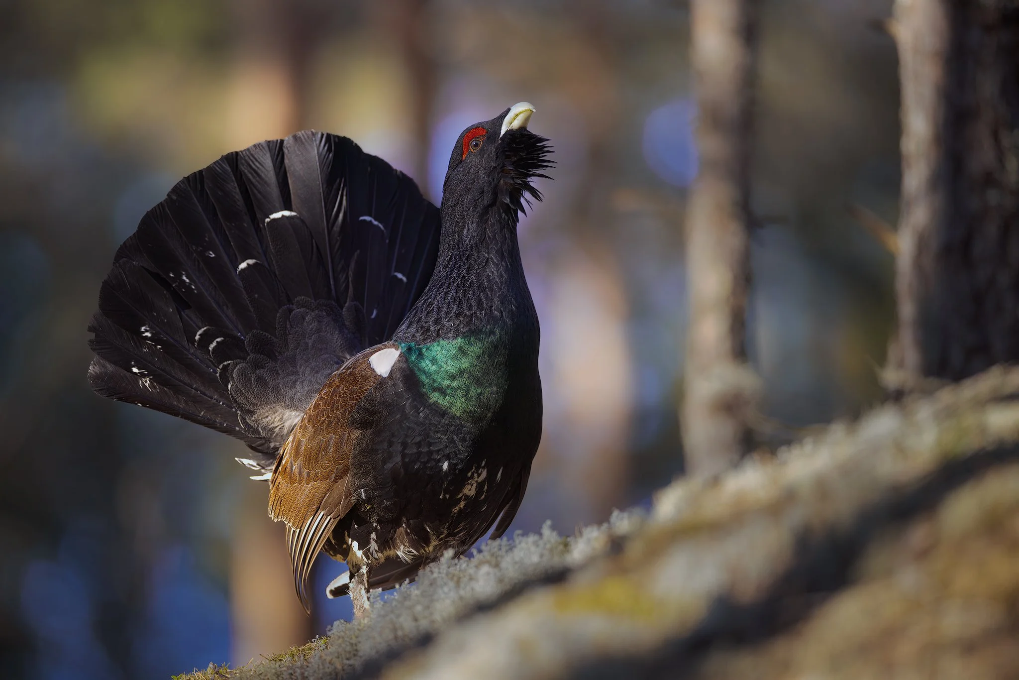 Western capercaillie (Tetrao urogallus)