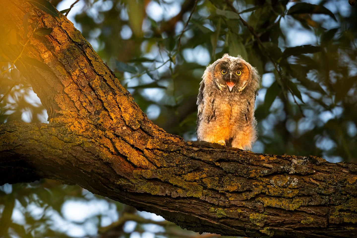 Long-eared owl (Asio otus) 