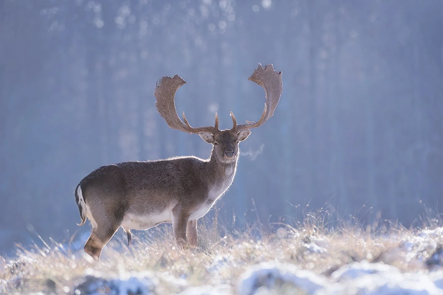 European fallow deer (Dama dama)