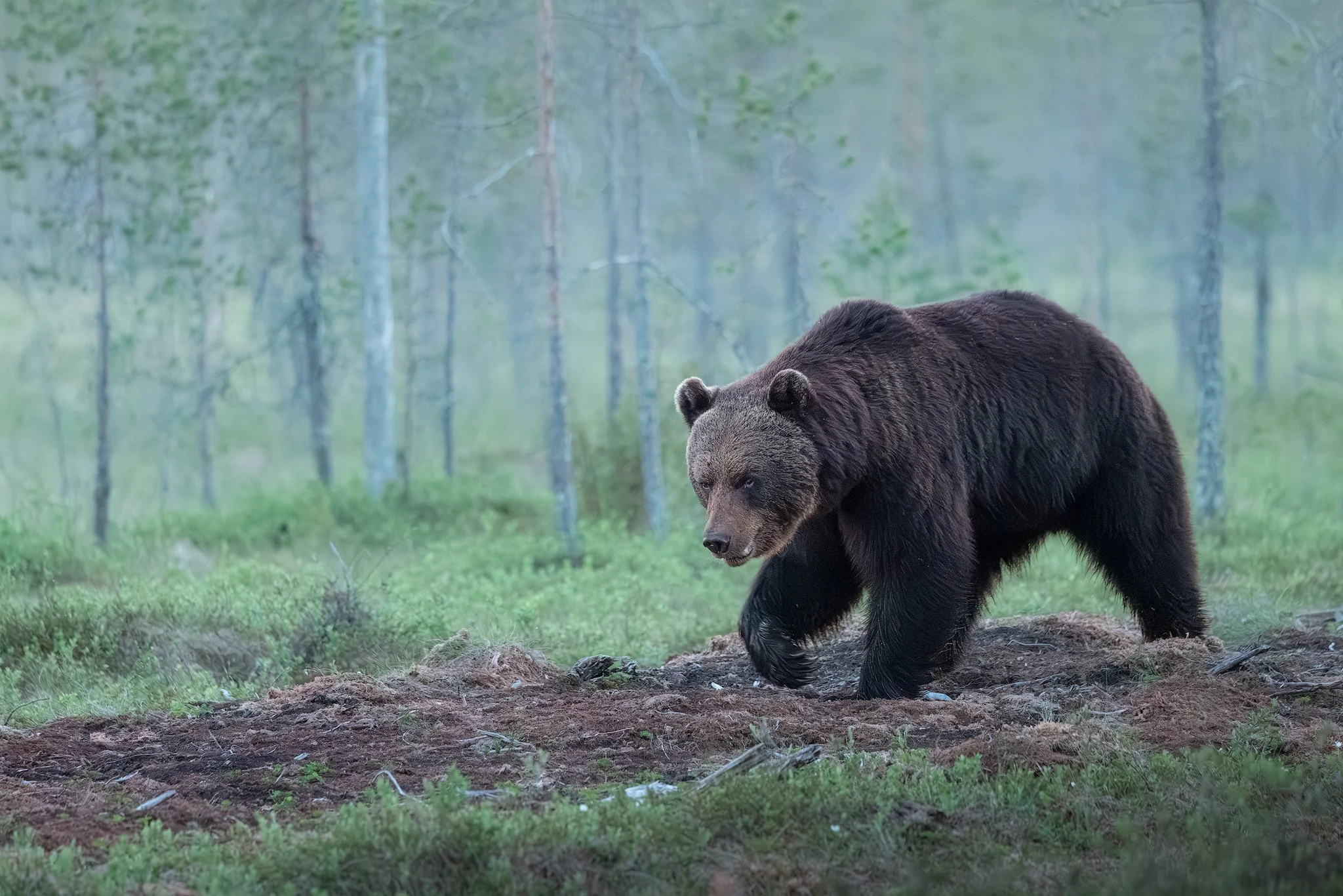 Brown bear (Ursus arctos)