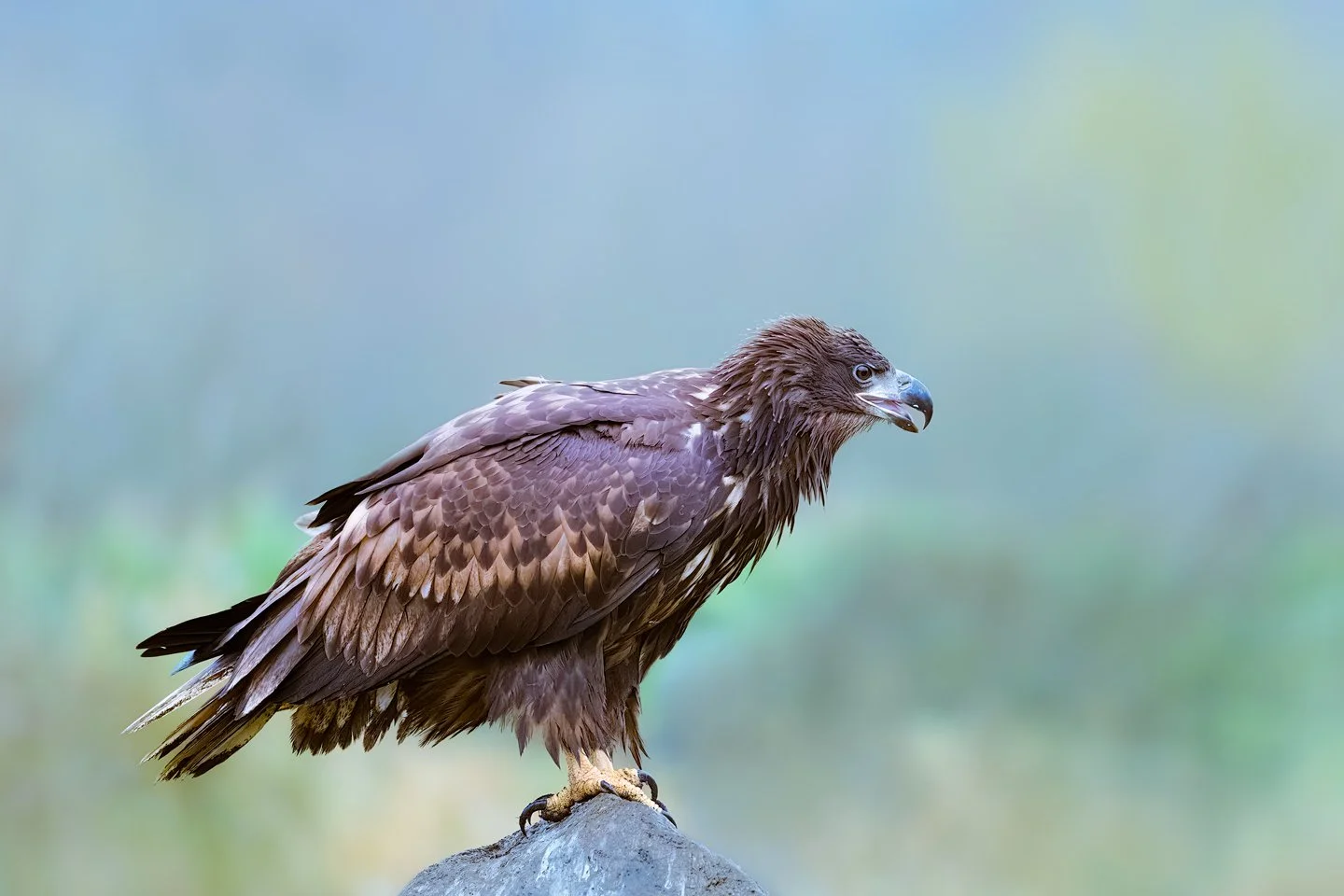 White-tailed Eagle (Haliaeetus albicilla)