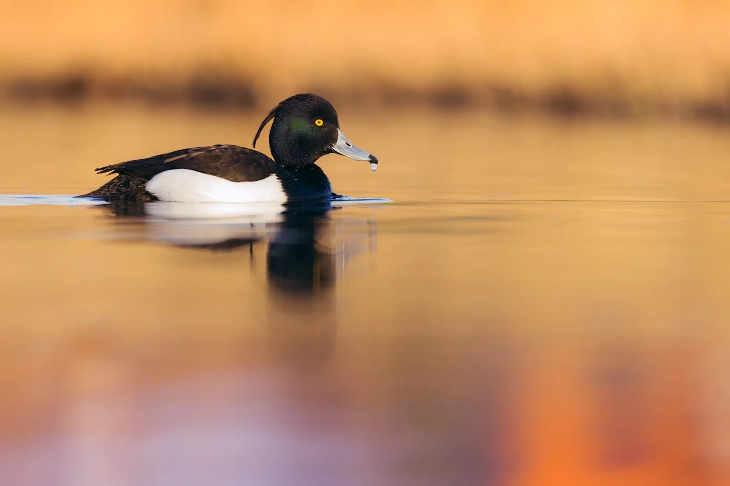 Tufted duck (Aythya fuligula)