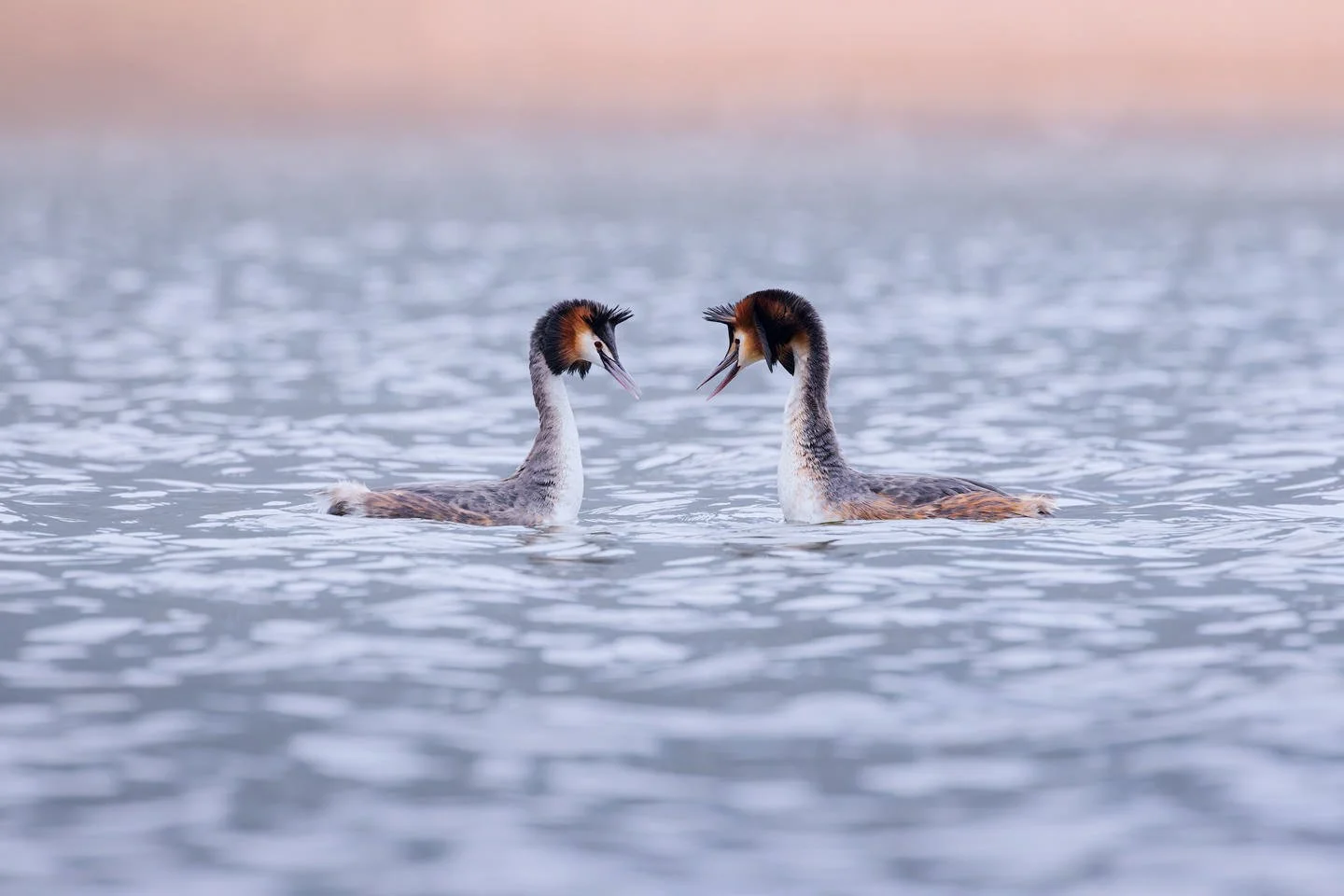 Great crested grebe (Podiceps cristatus)