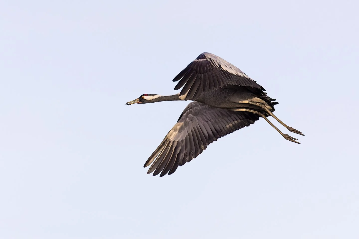 Common crane (Grus grus)