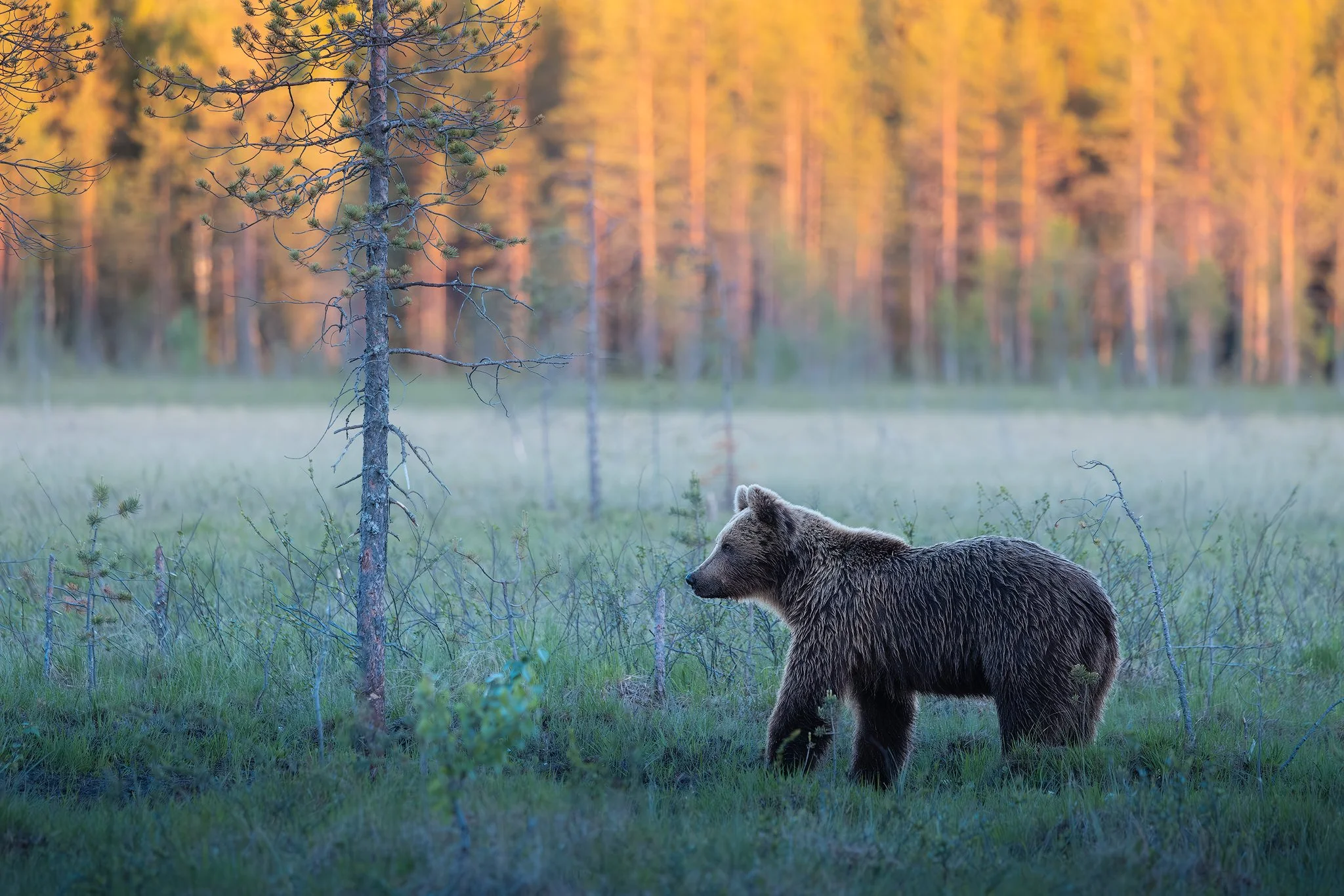 Brown bear (Ursus arctos)
