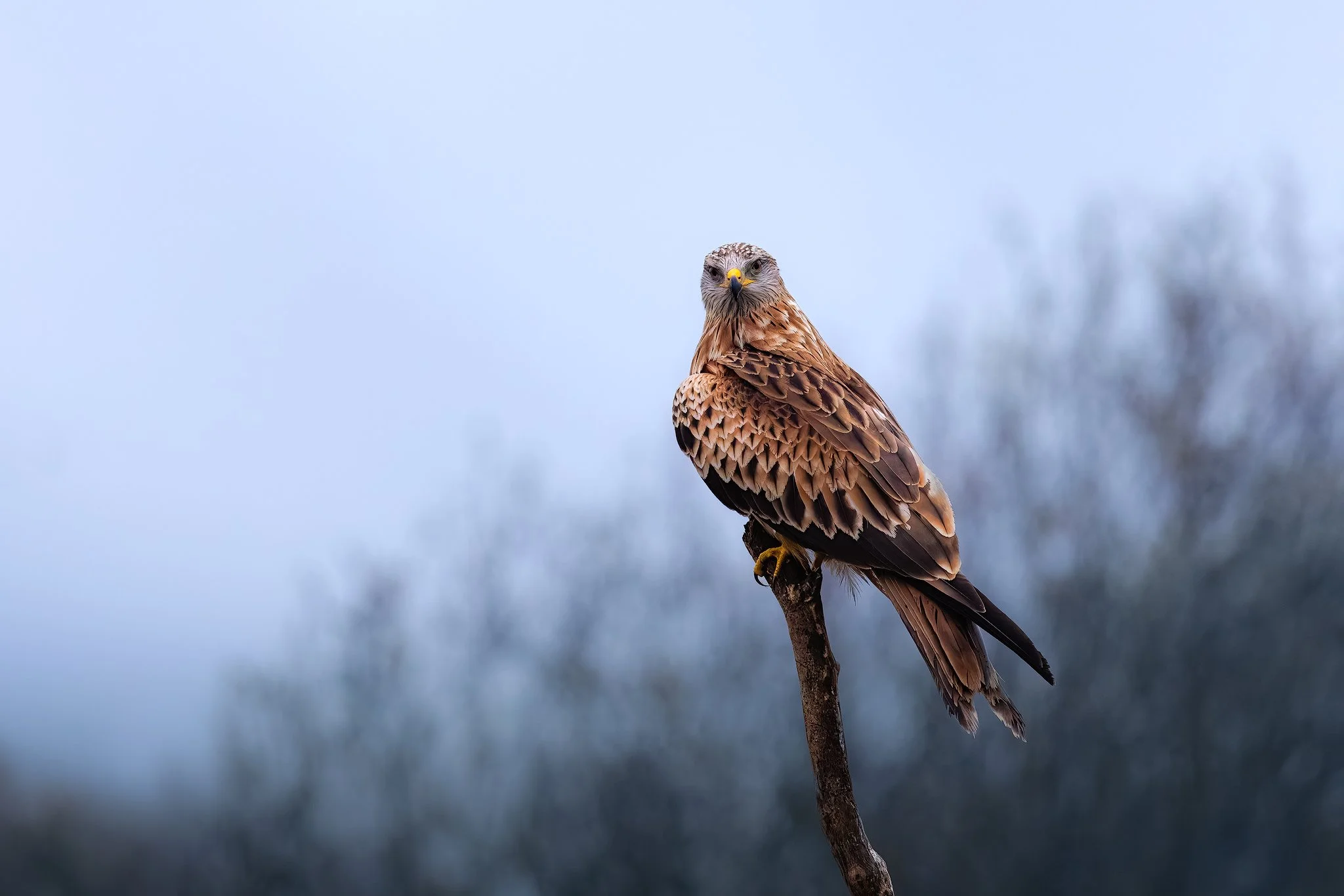 Red kite (Milvus milvus)