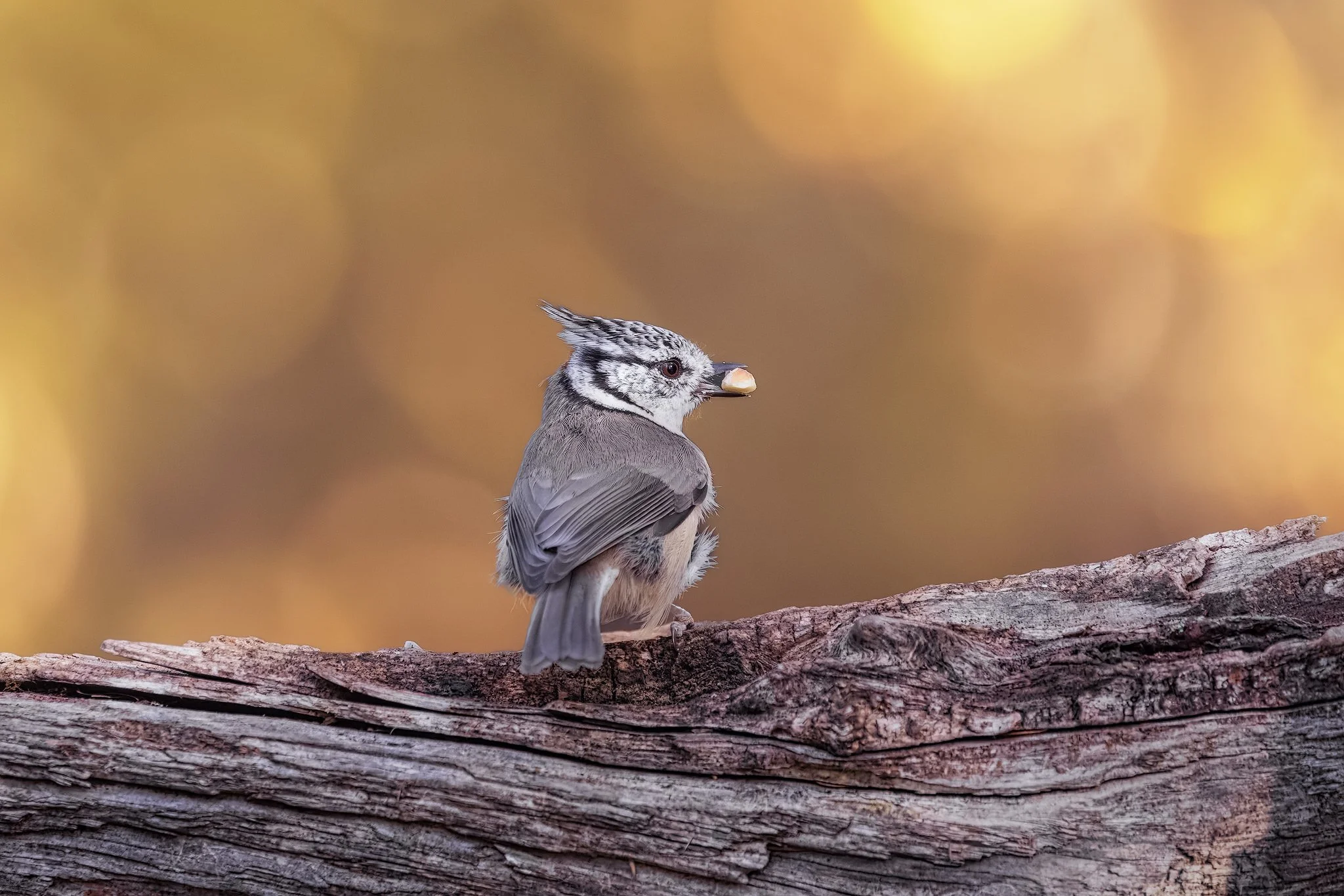 Crested tit (Lophophanes cristatus)
