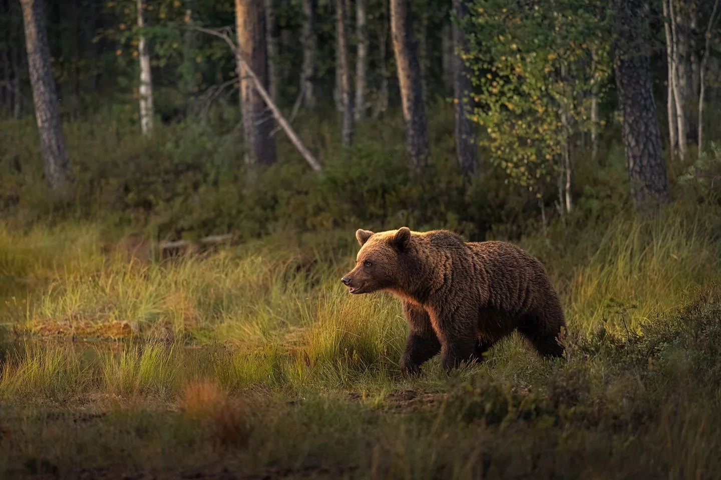 Brown bear (Ursus arctos)