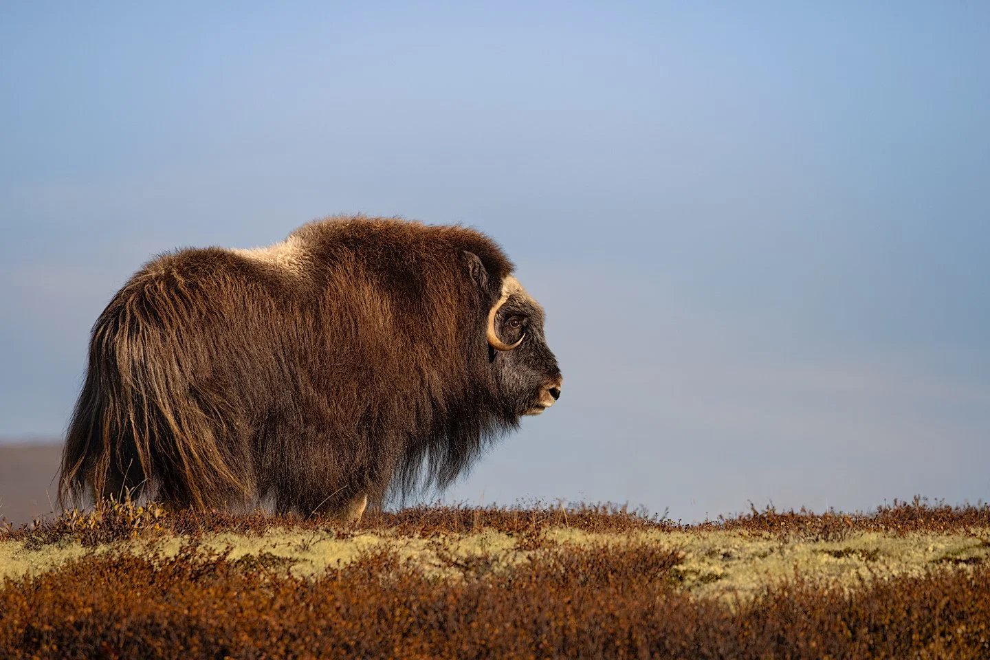 Musk Ox (Ovibos moschatus)