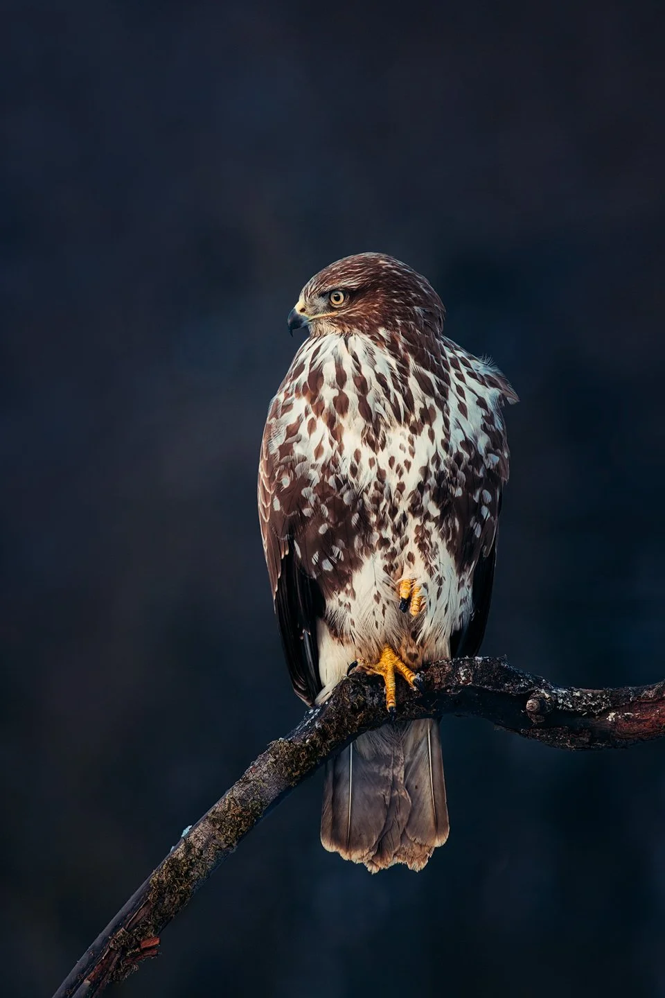 Common Buzzard (Buteo buteo)