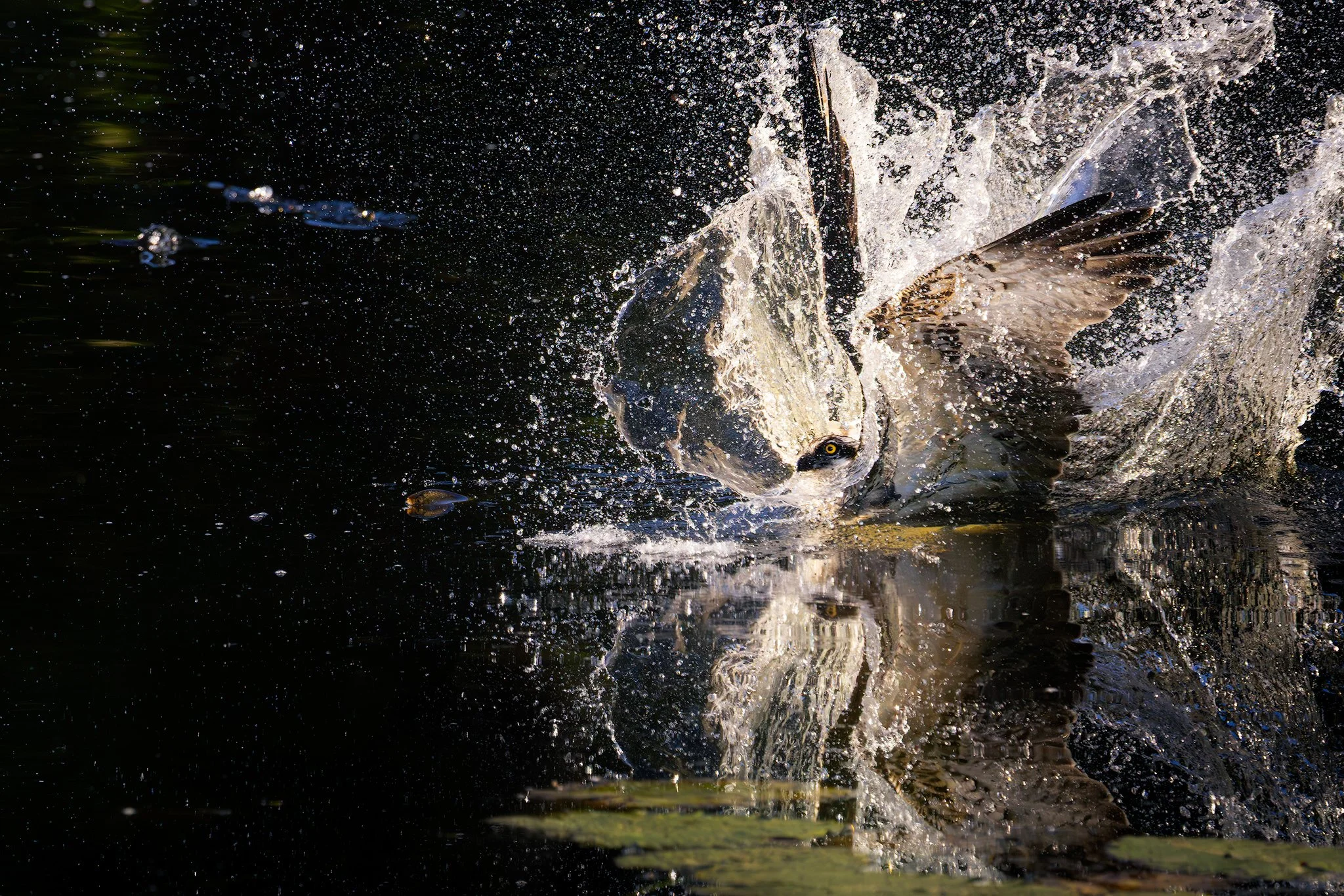 Osprey (Pandion haliaetus)