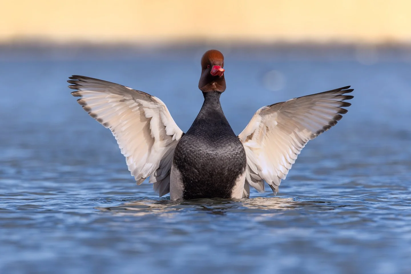 Red-crested pochard (Netta rufina)