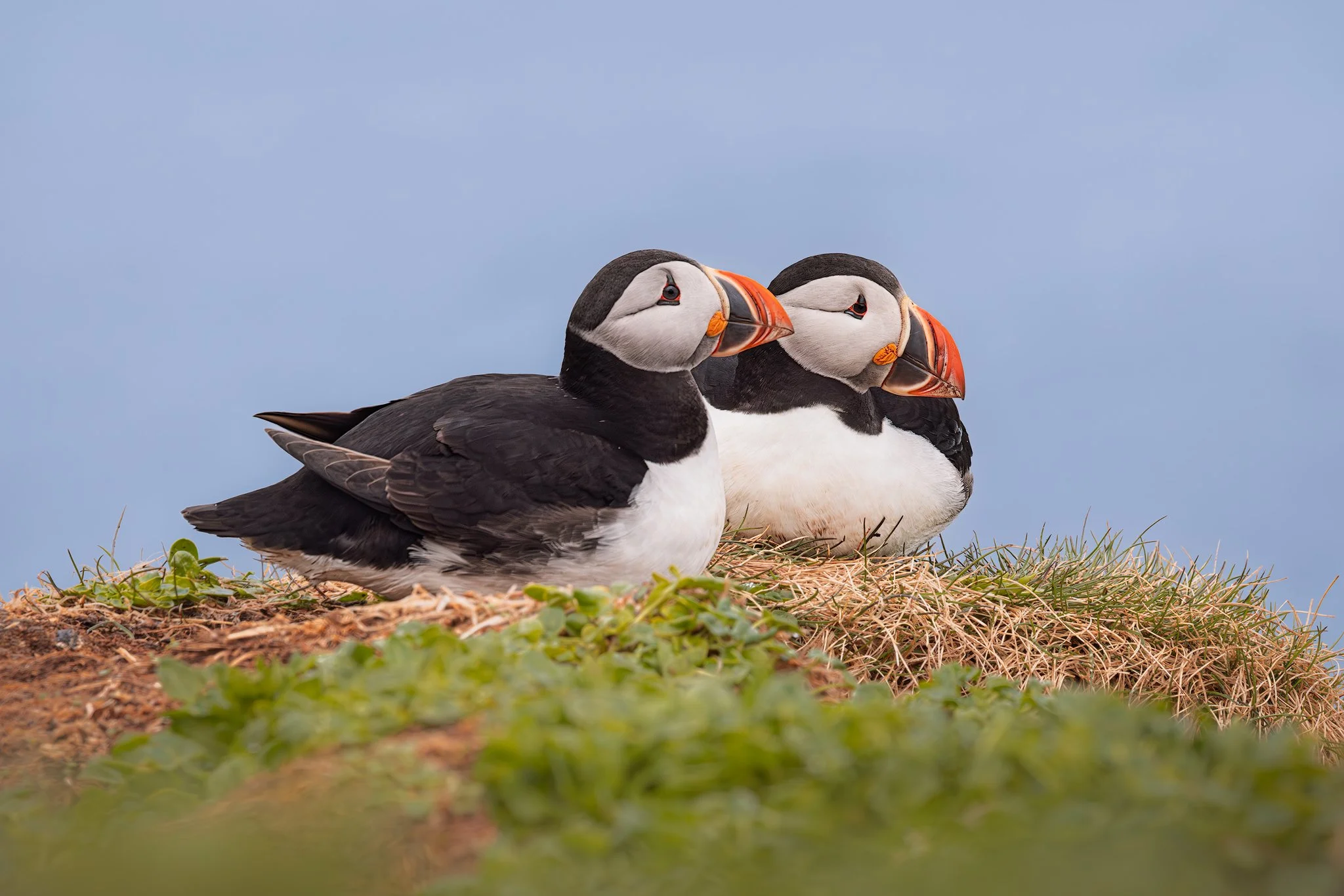 Atlantic Puffin (Fratercula arctica)
