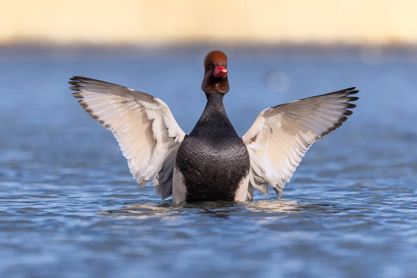 Red-crested pochard (Netta rufina) 