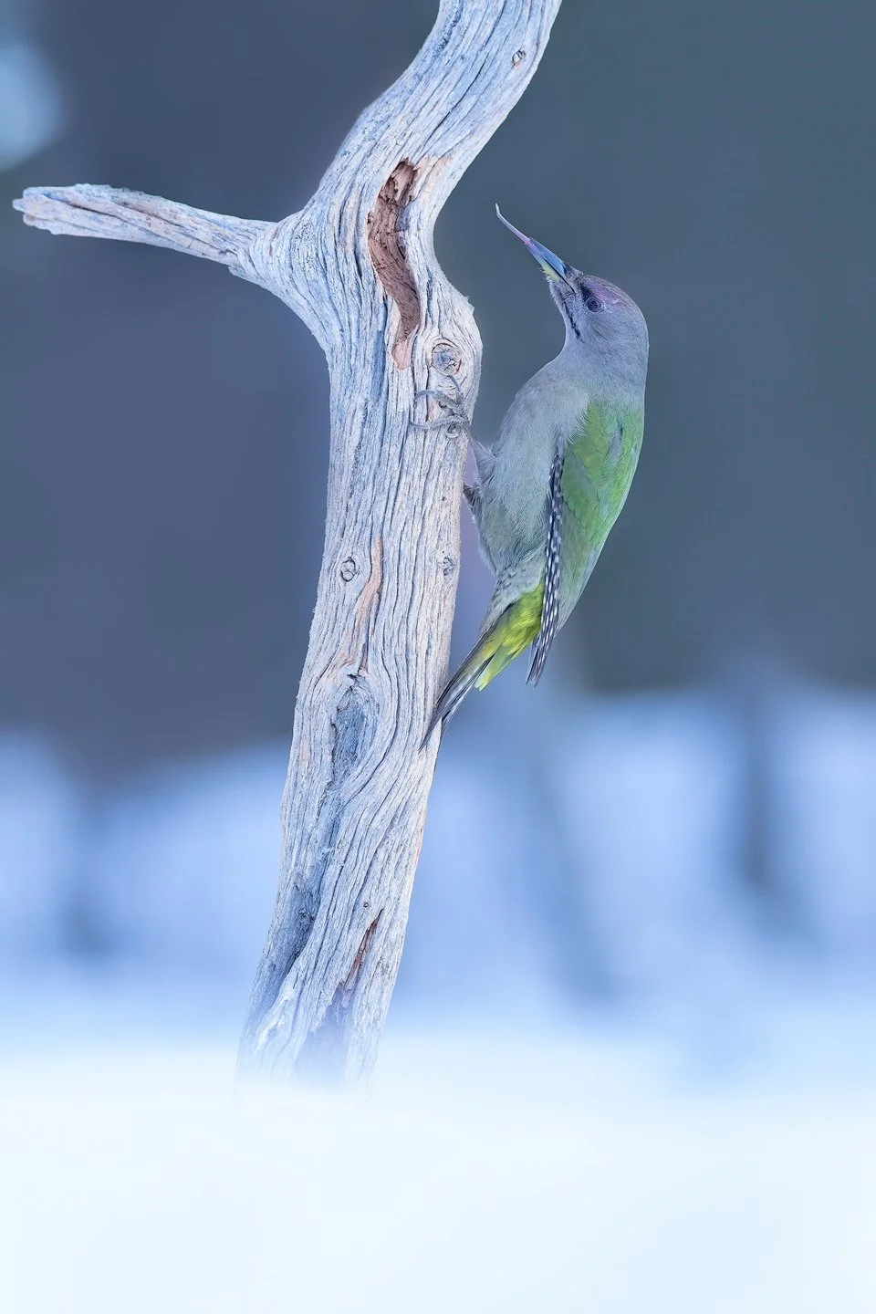 Grey-headed woodpecker (Picus canus)
