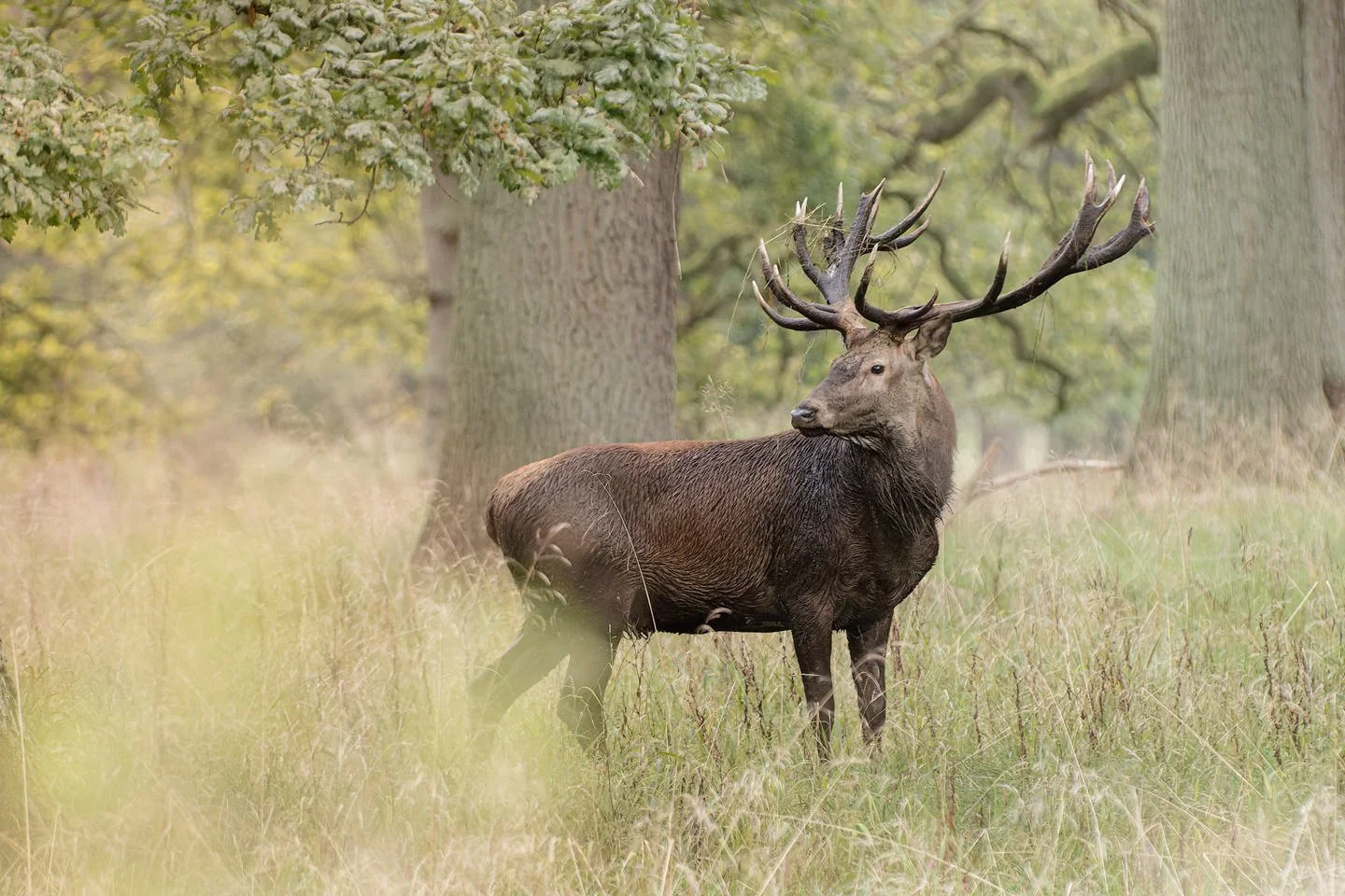 Red deer stag (Cervus elaphus) 