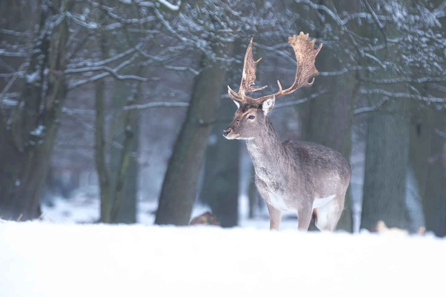 European fallow deer (Dama dama)