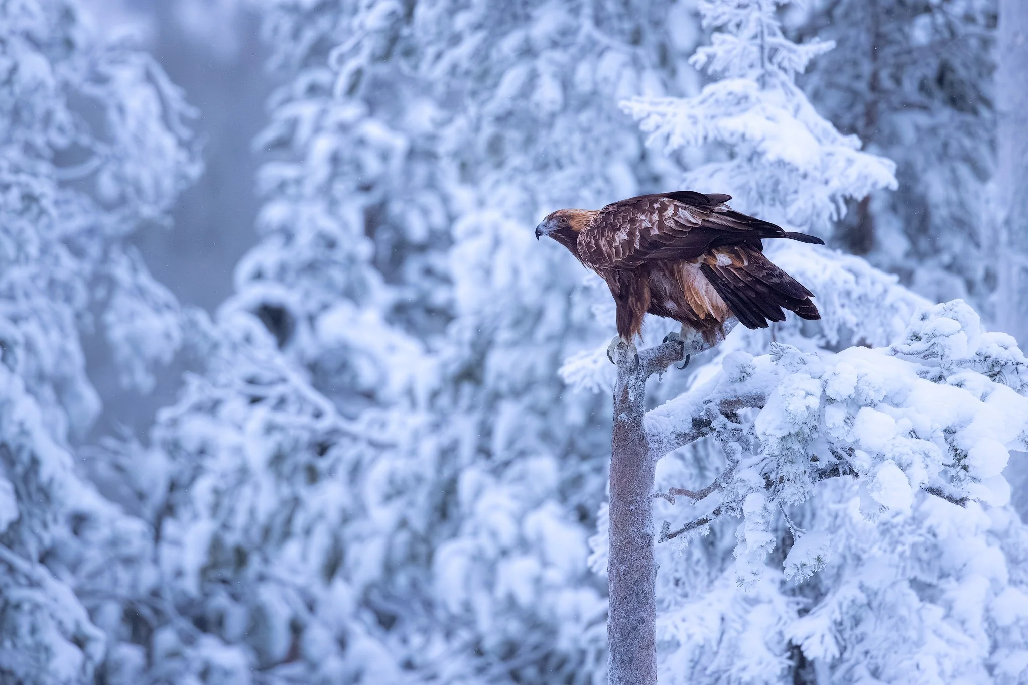 Golden Eagle (Aquila chrysaetos)