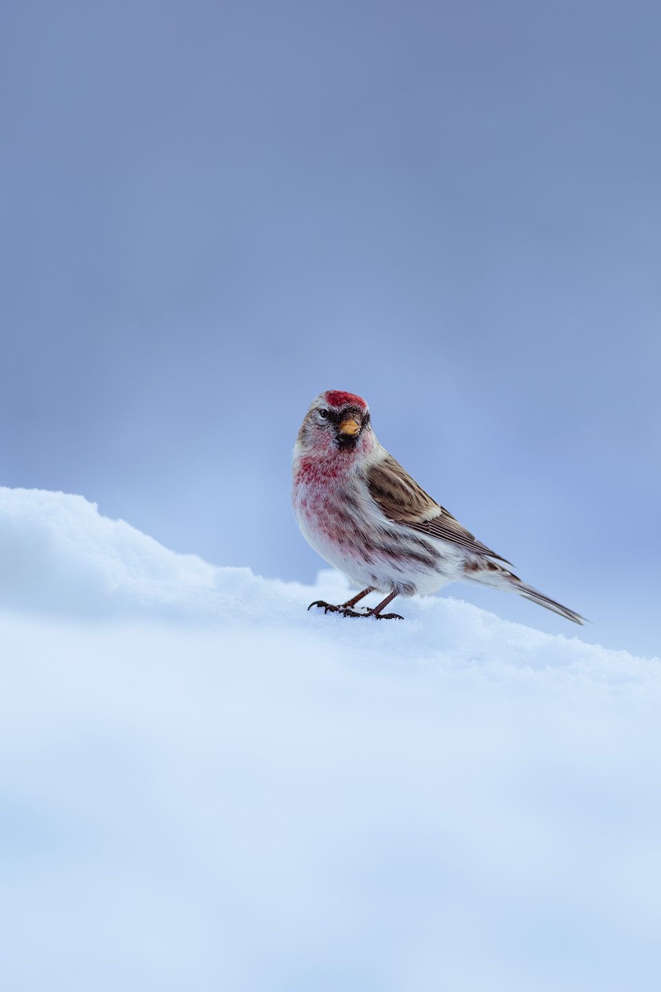 Common redpoll (Acanthis flammea)