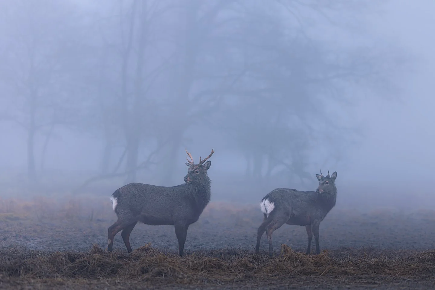 Sika Deer (Cervus nippon)