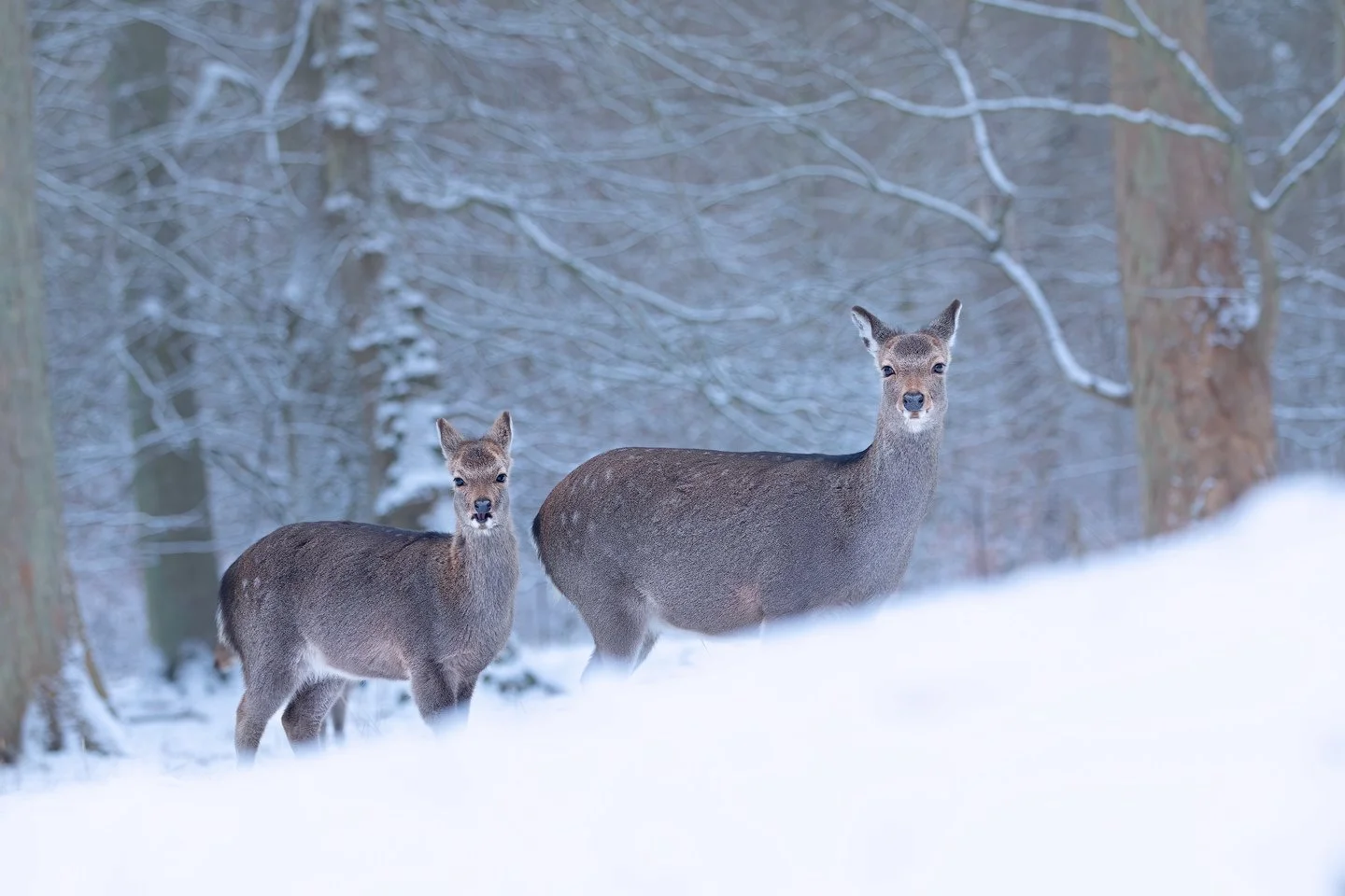 Sika deer (Cervus nippon)