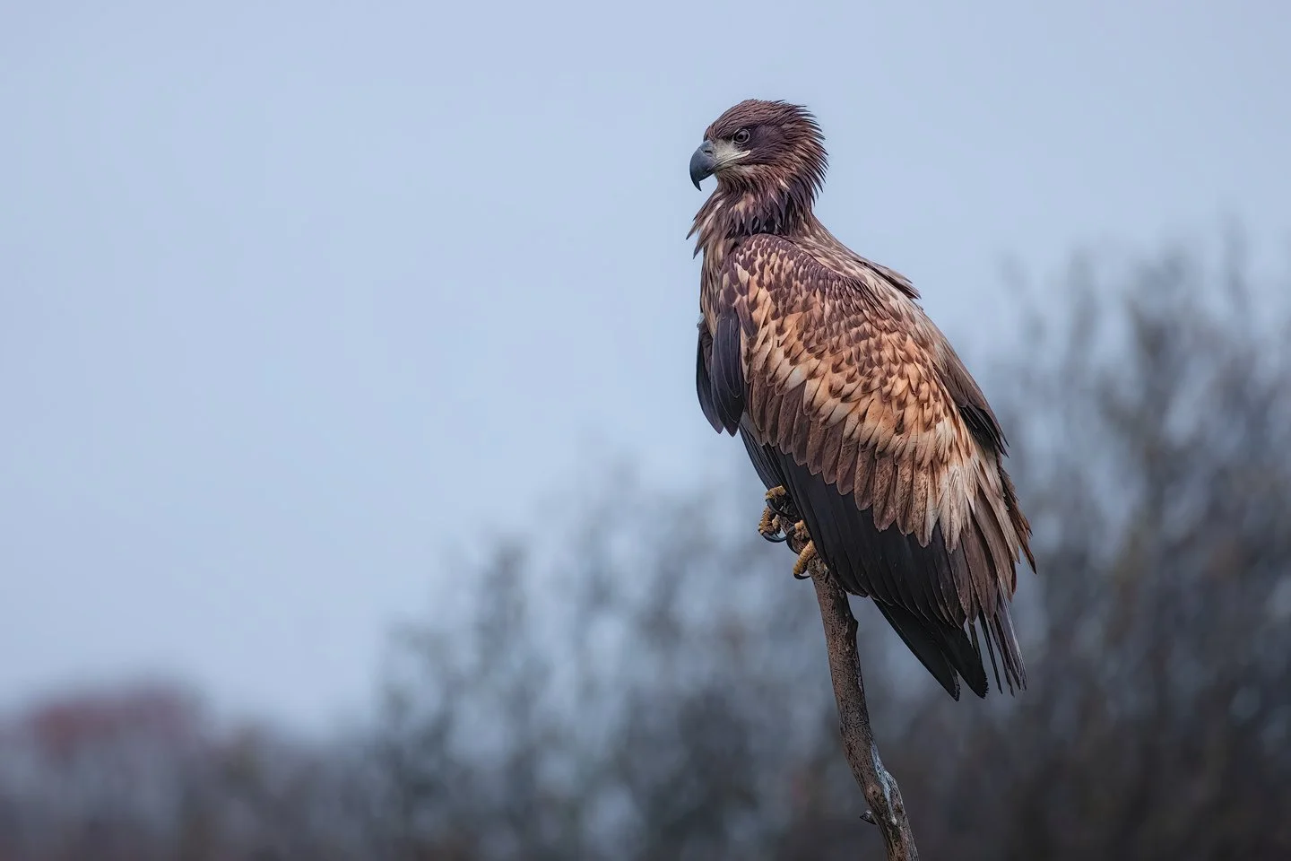 White-tailed Eagle (Haliaeetus albicilla)