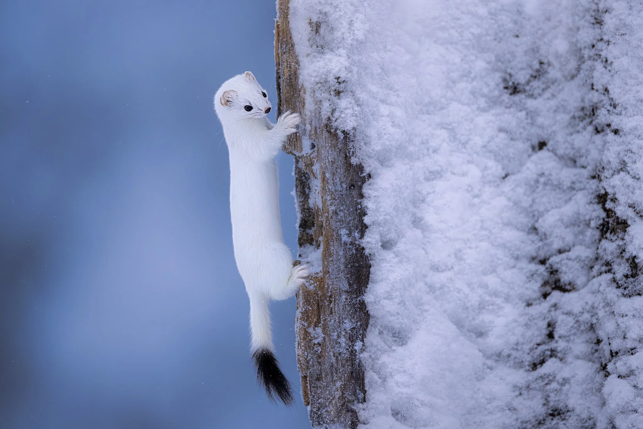 Stoat (Mustela erminea)