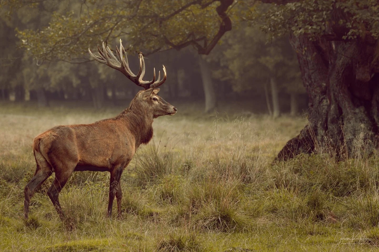 Red Deer Stag (Cervus elaphus)