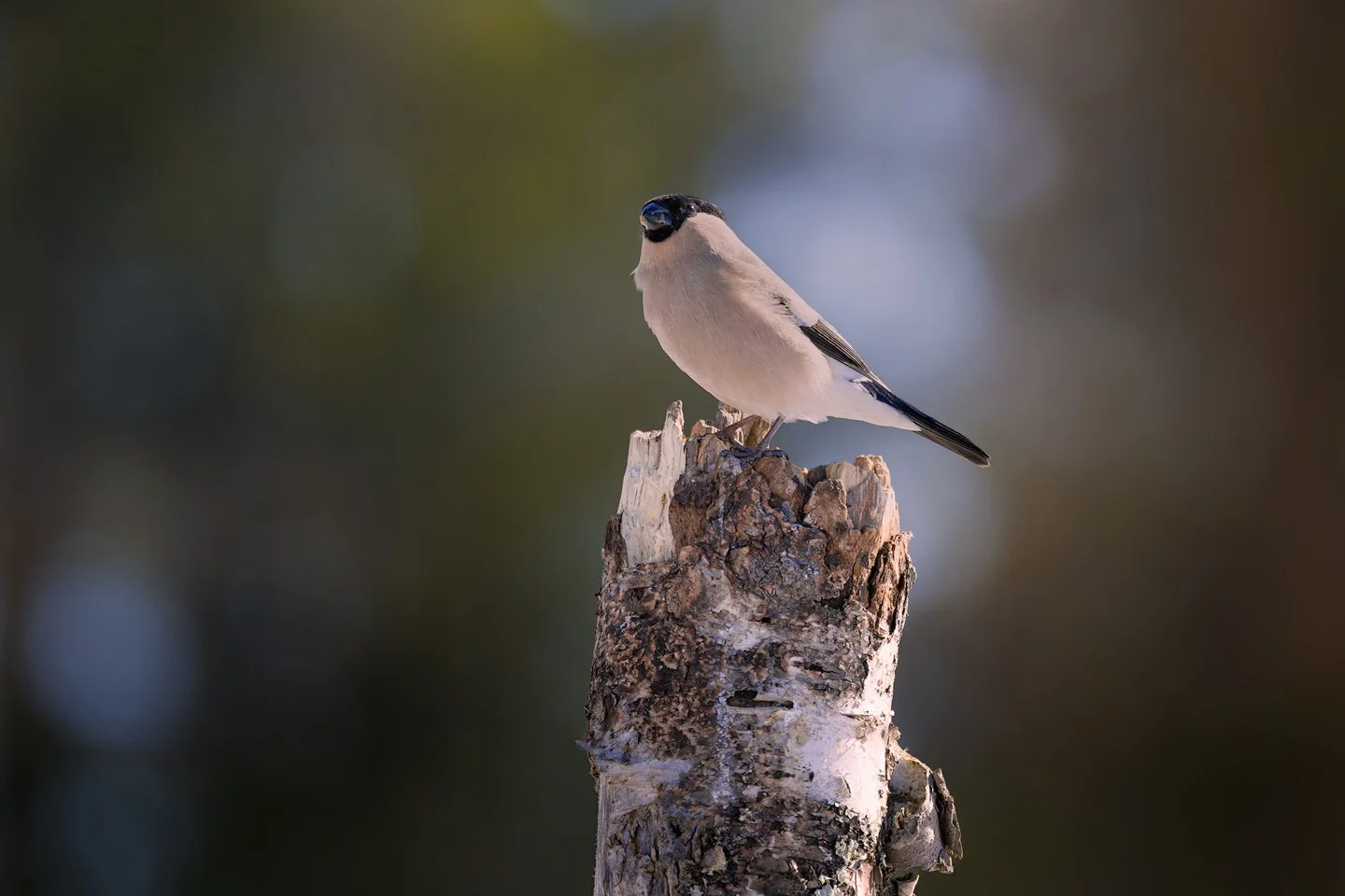 Eurasian bullfinch (Pyrrhula pyrrhula)