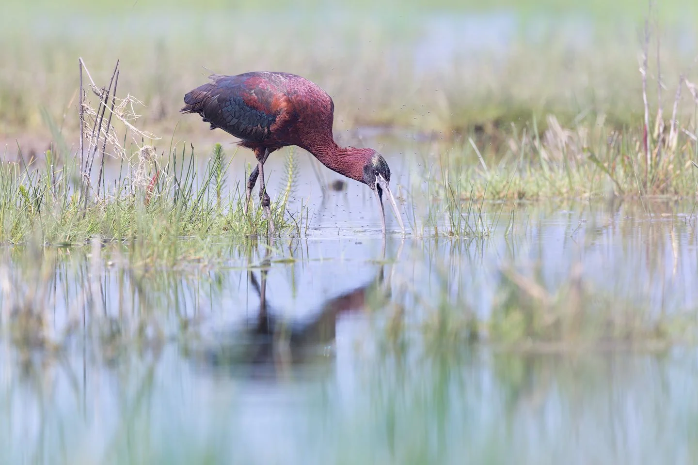 
Glossy ibis (Plegadis falcinellus)