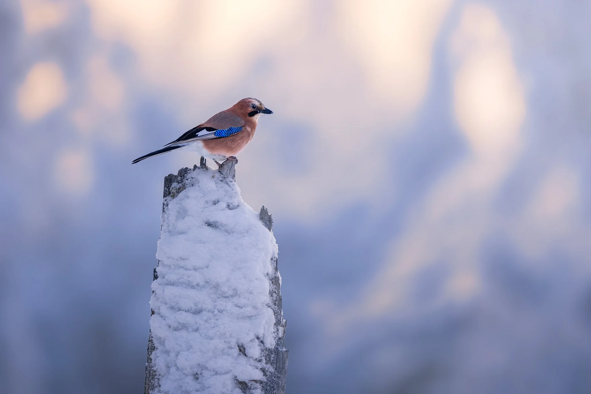 Eurasian jay ( (Garrulus glandarius)