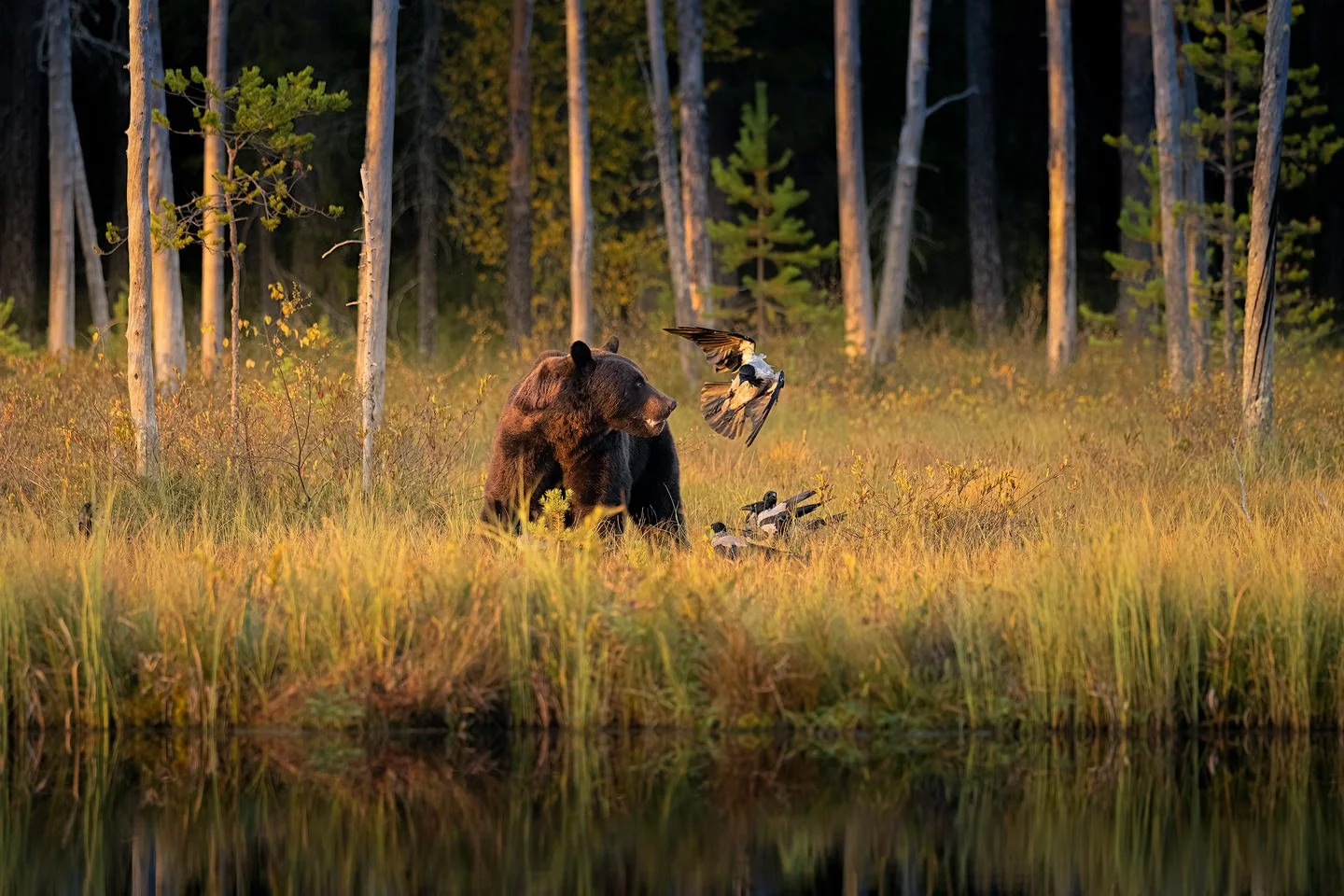 Brown bear (Ursus arctos)