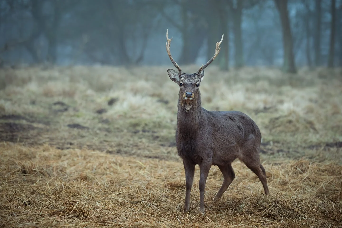 Sika deer (Cervus nippon)